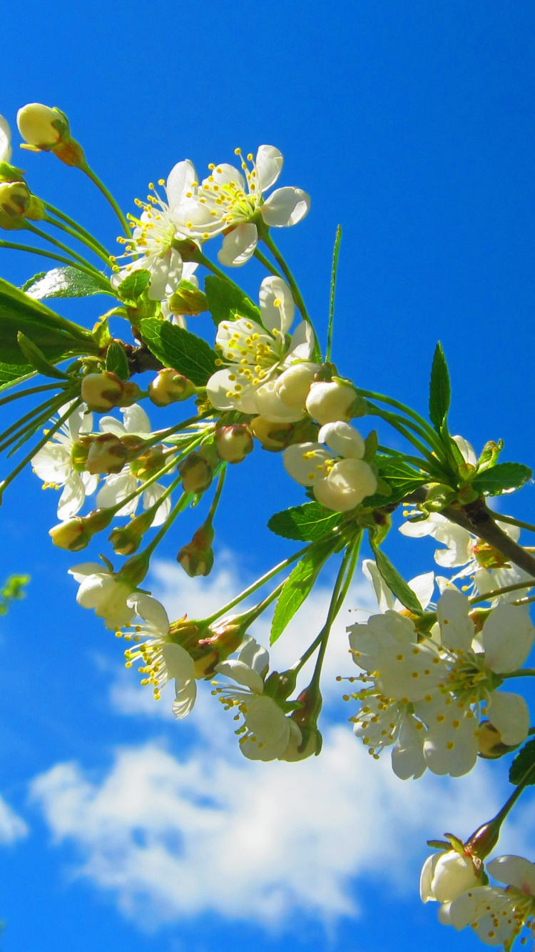 Обои желтый, цветок, весна, пыльца, полевой цветок в разрешении 750x1334