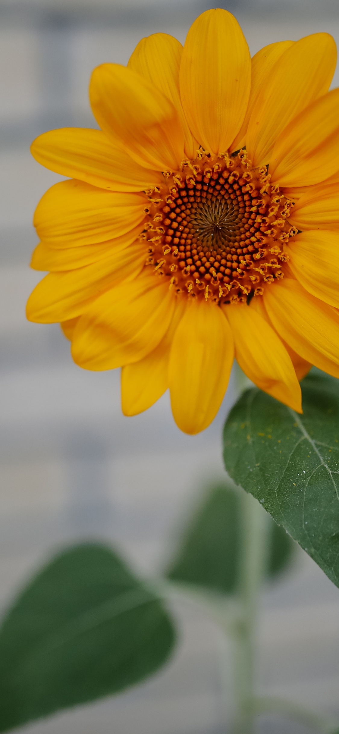 Обои цветковое растение, небо, подсолнечник, цветок, ботаники в разрешении 1125x2436