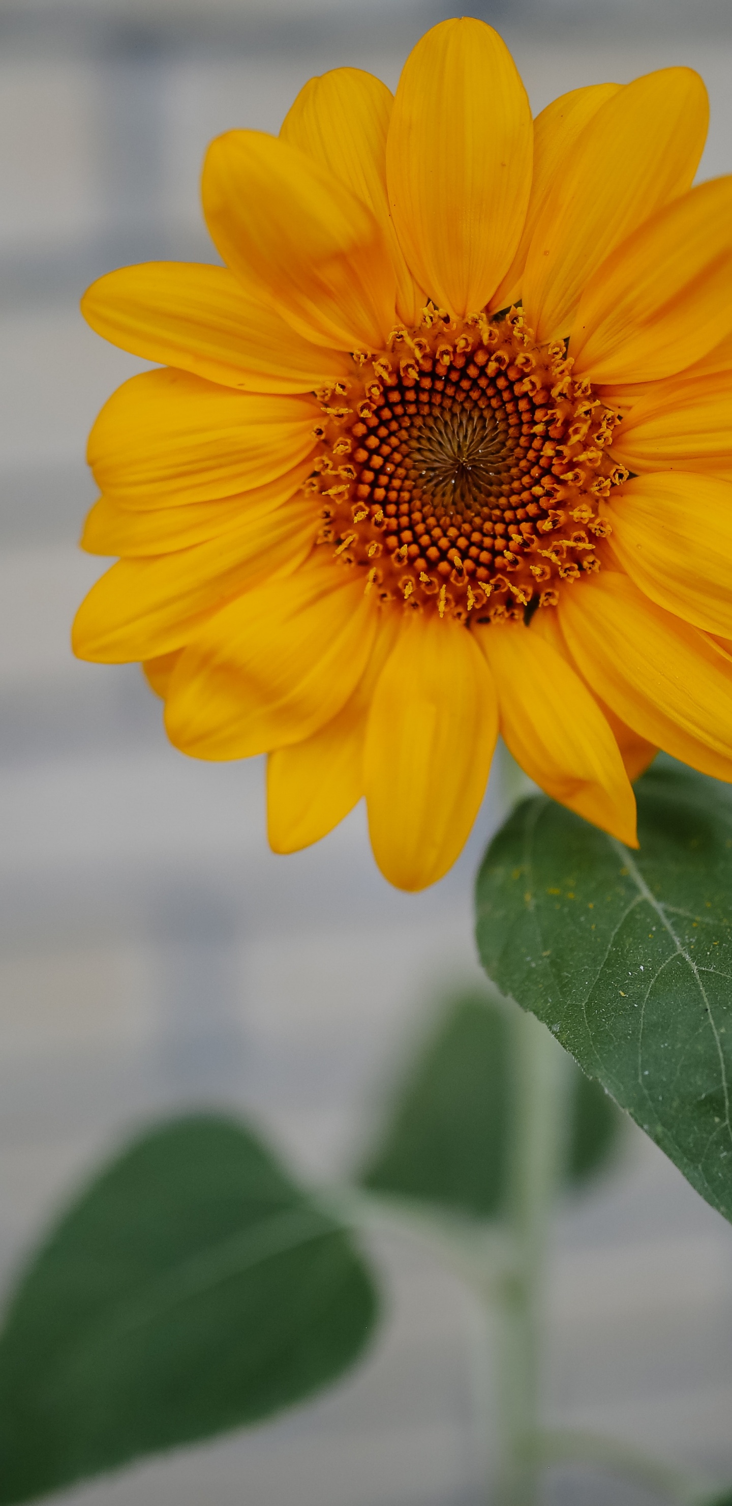 Обои цветковое растение, небо, подсолнечник, цветок, ботаники в разрешении 1440x2960