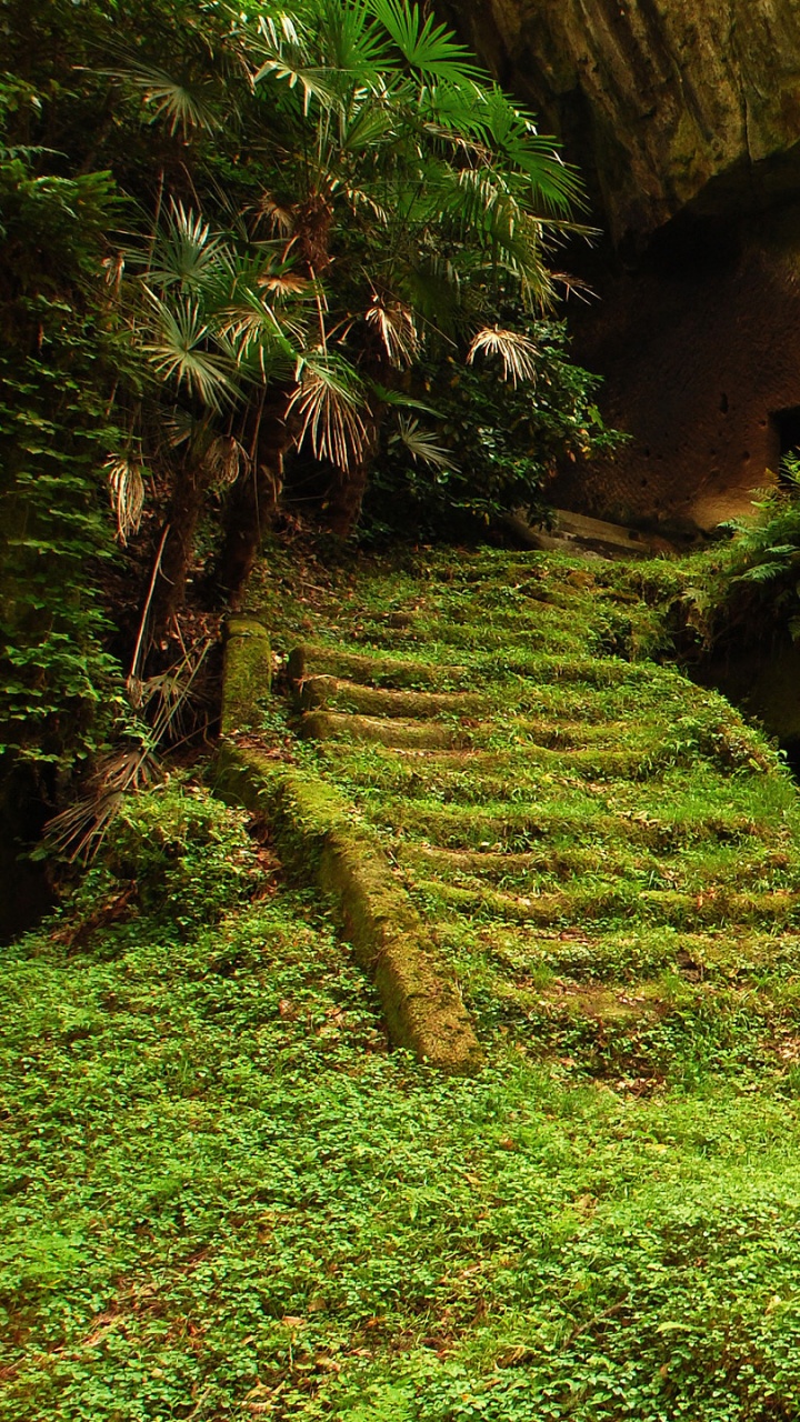 Обои лес, дерево, растительность, природа, природный заповедник в разрешении 720x1280