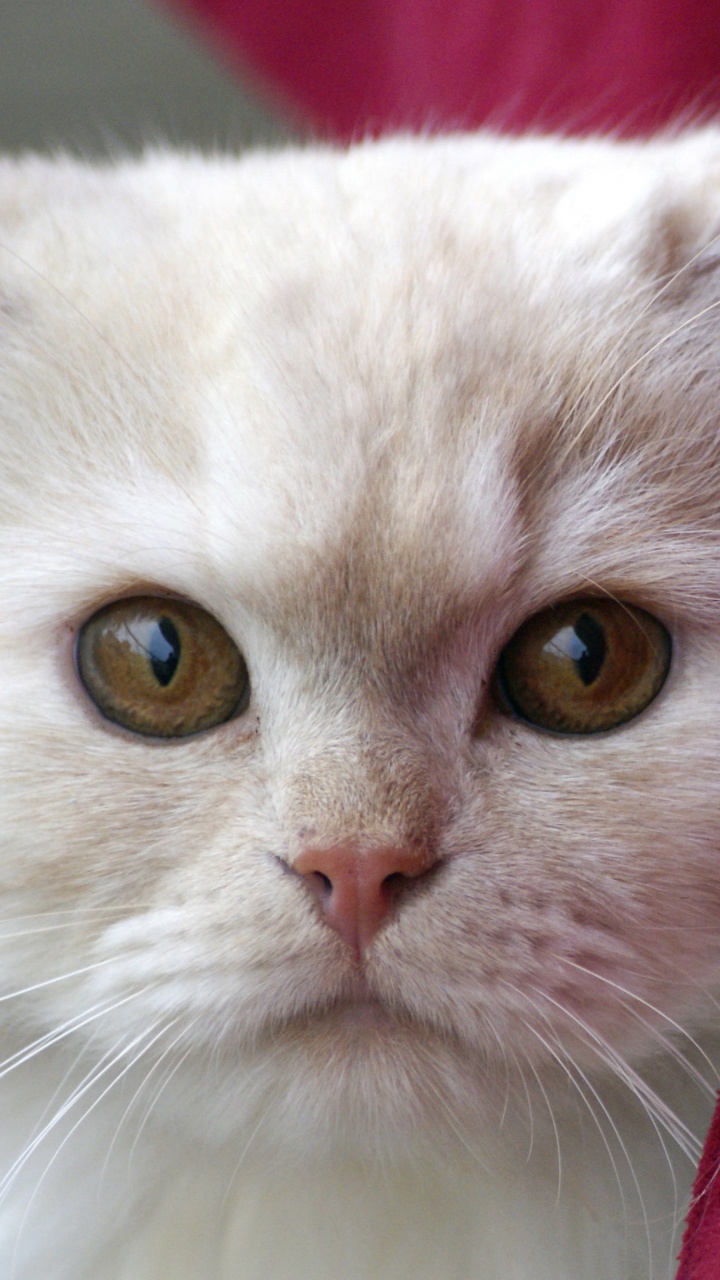 Обои кот, пес, бакенбарды, глаз, выгул собак в разрешении 720x1280