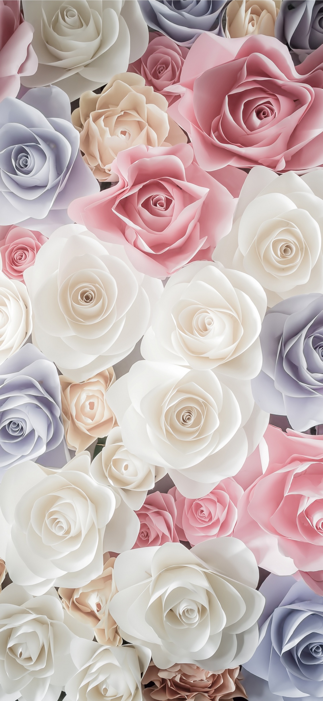 Обои Роза, цветок, сад роз, срезанные цветы, розовый в разрешении 1125x2436