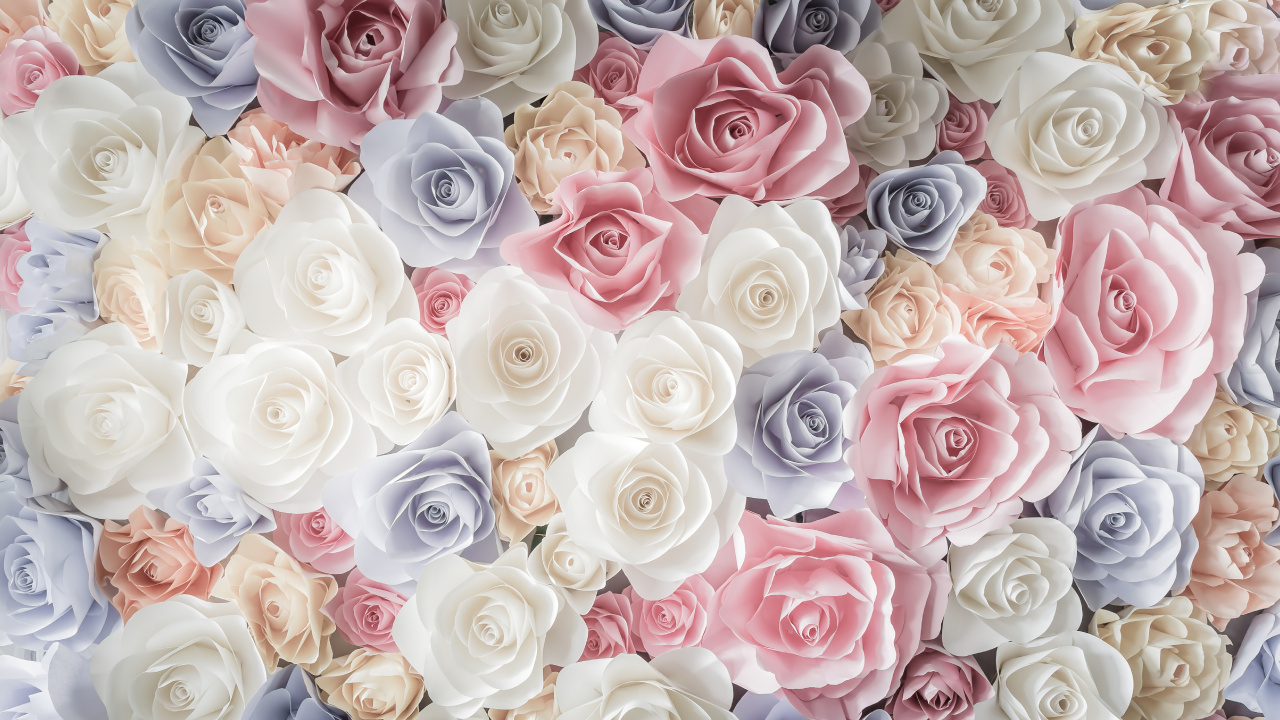 Обои Роза, цветок, сад роз, срезанные цветы, розовый в разрешении 1280x720