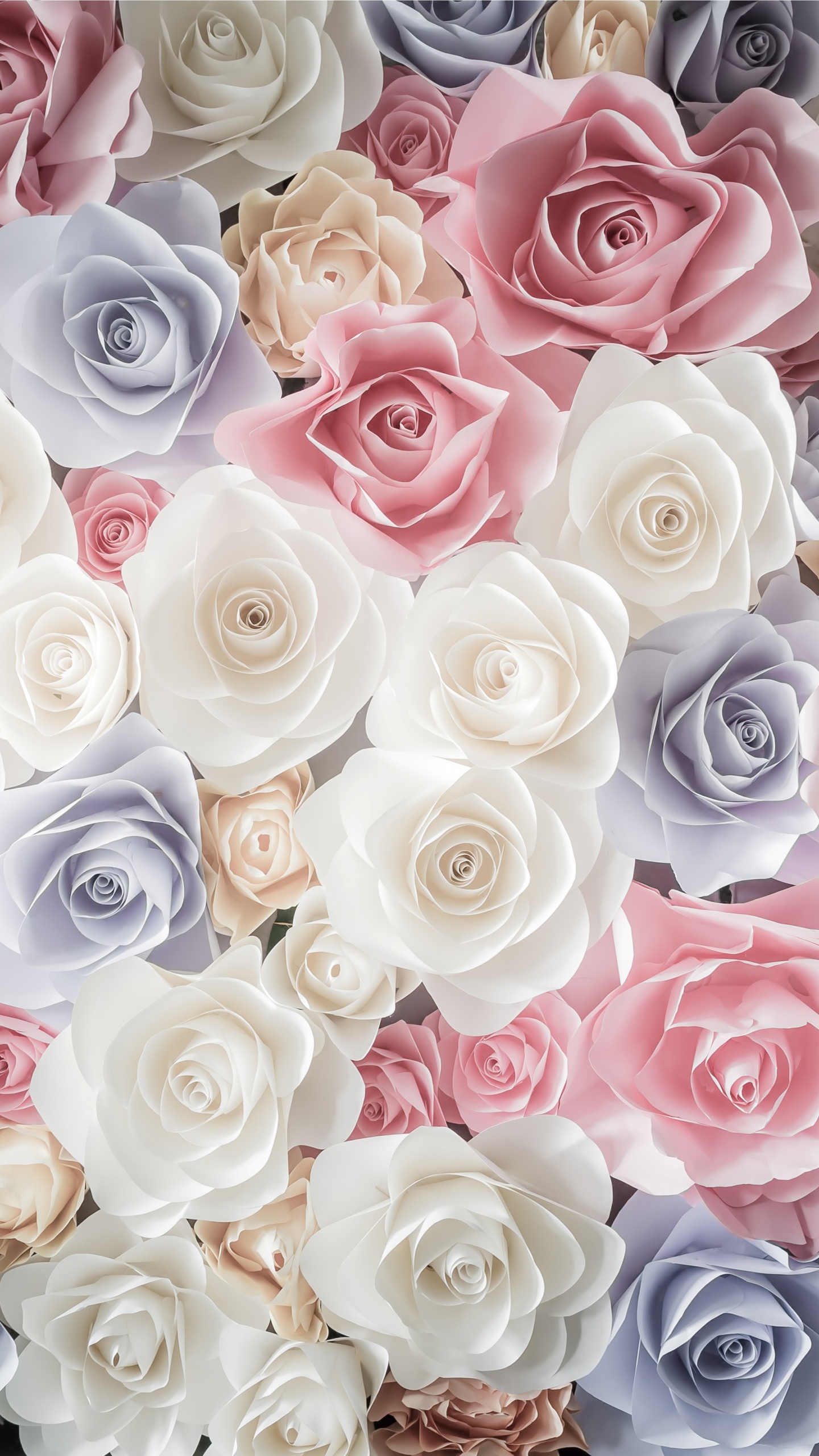 Обои Роза, цветок, сад роз, срезанные цветы, розовый в разрешении 1440x2560