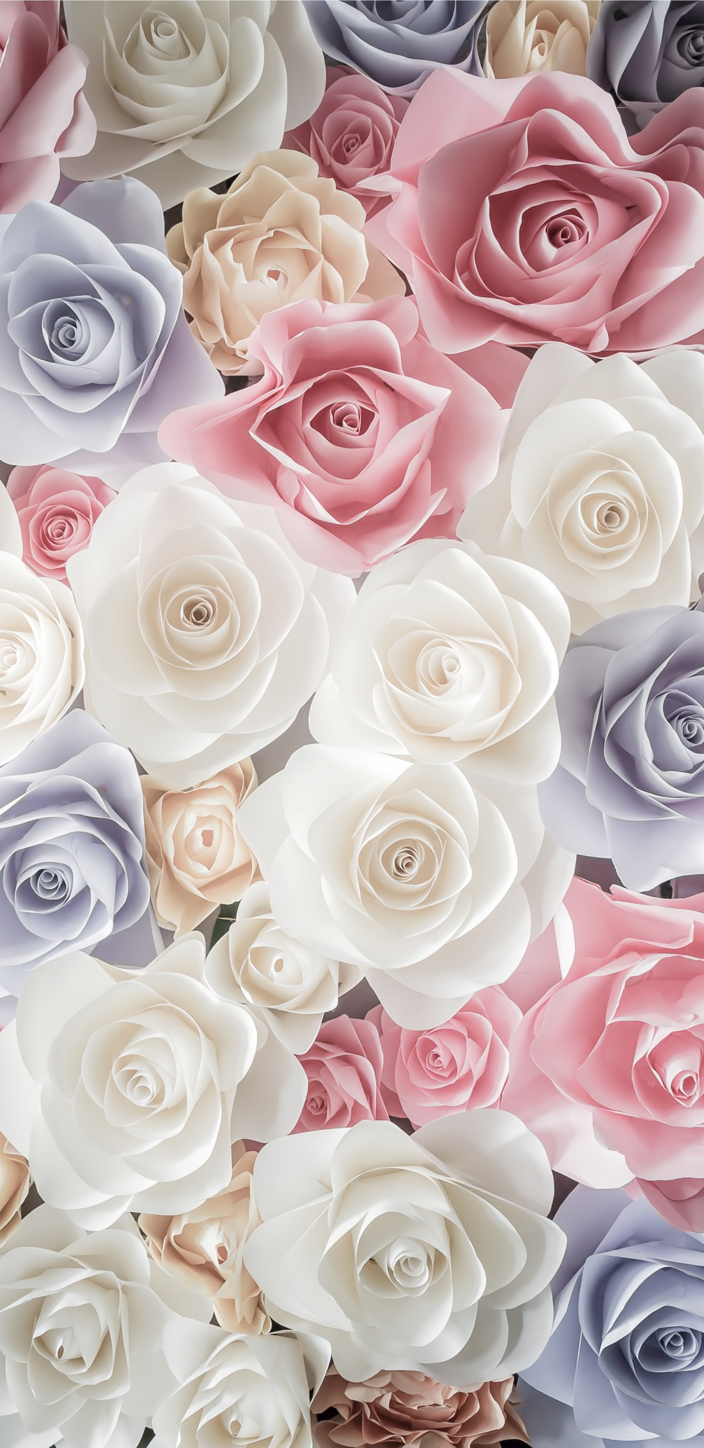 Обои Роза, цветок, сад роз, срезанные цветы, розовый в разрешении 1440x2960