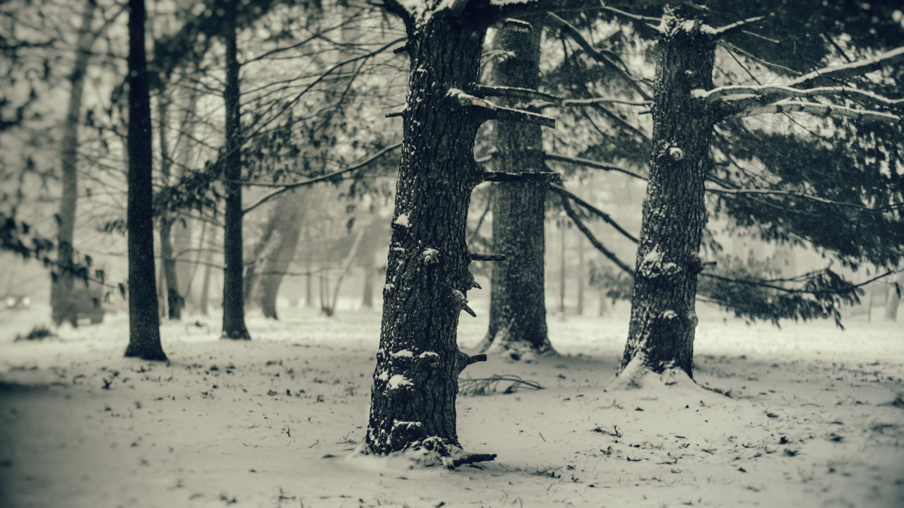 Обои снег, зима, дерево, природа, лес в разрешении 1280x720