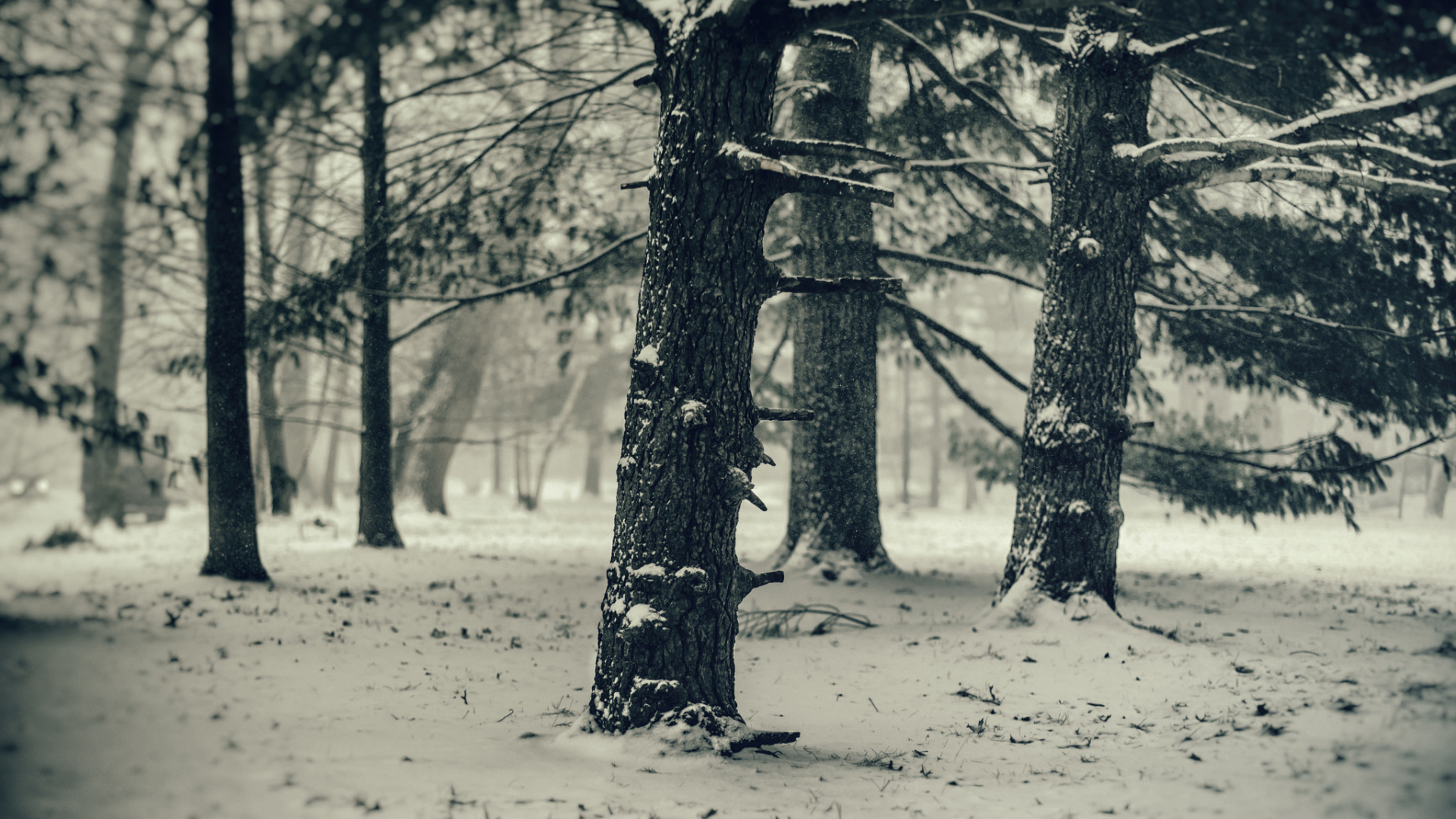 Обои снег, зима, дерево, природа, лес в разрешении 1920x1080