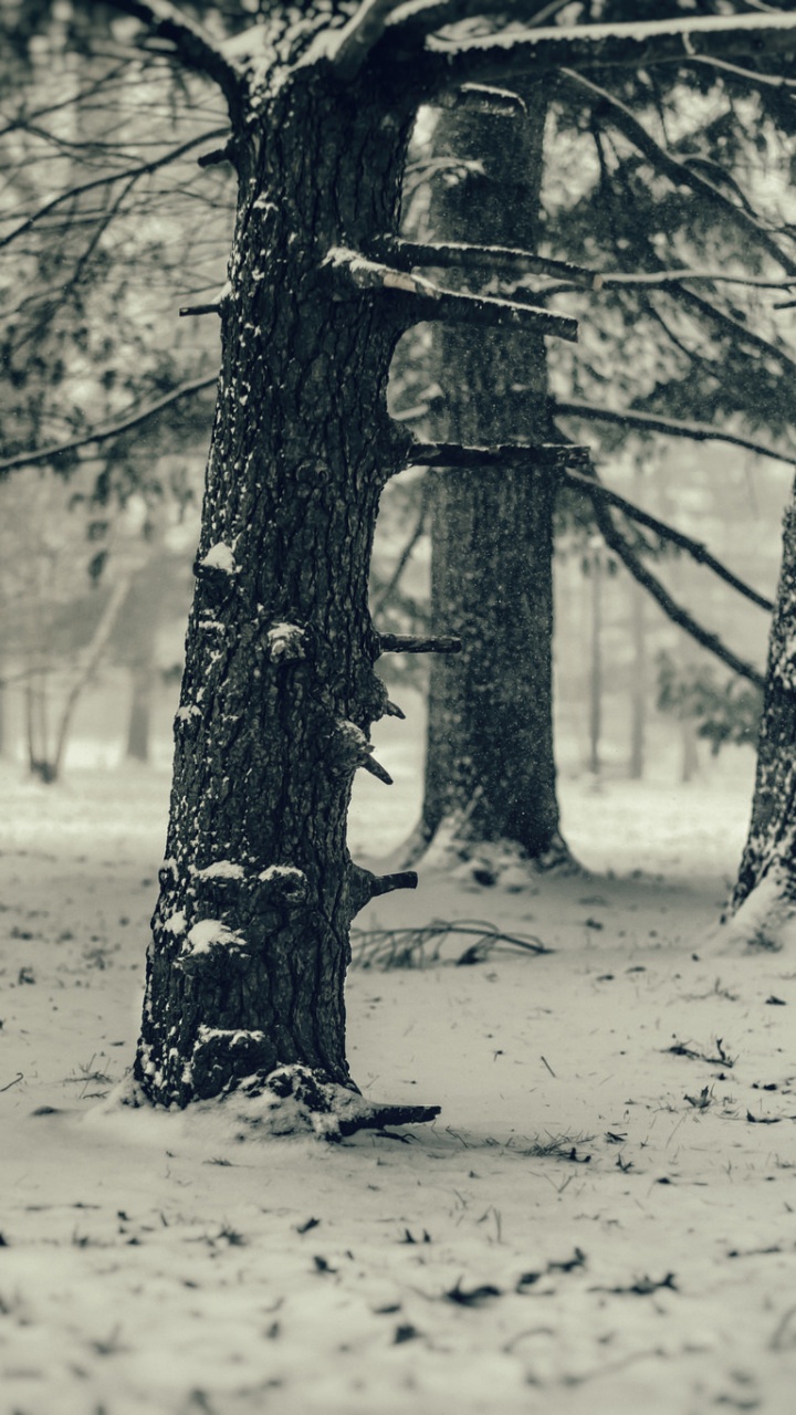 Обои снег, зима, дерево, природа, лес в разрешении 720x1280