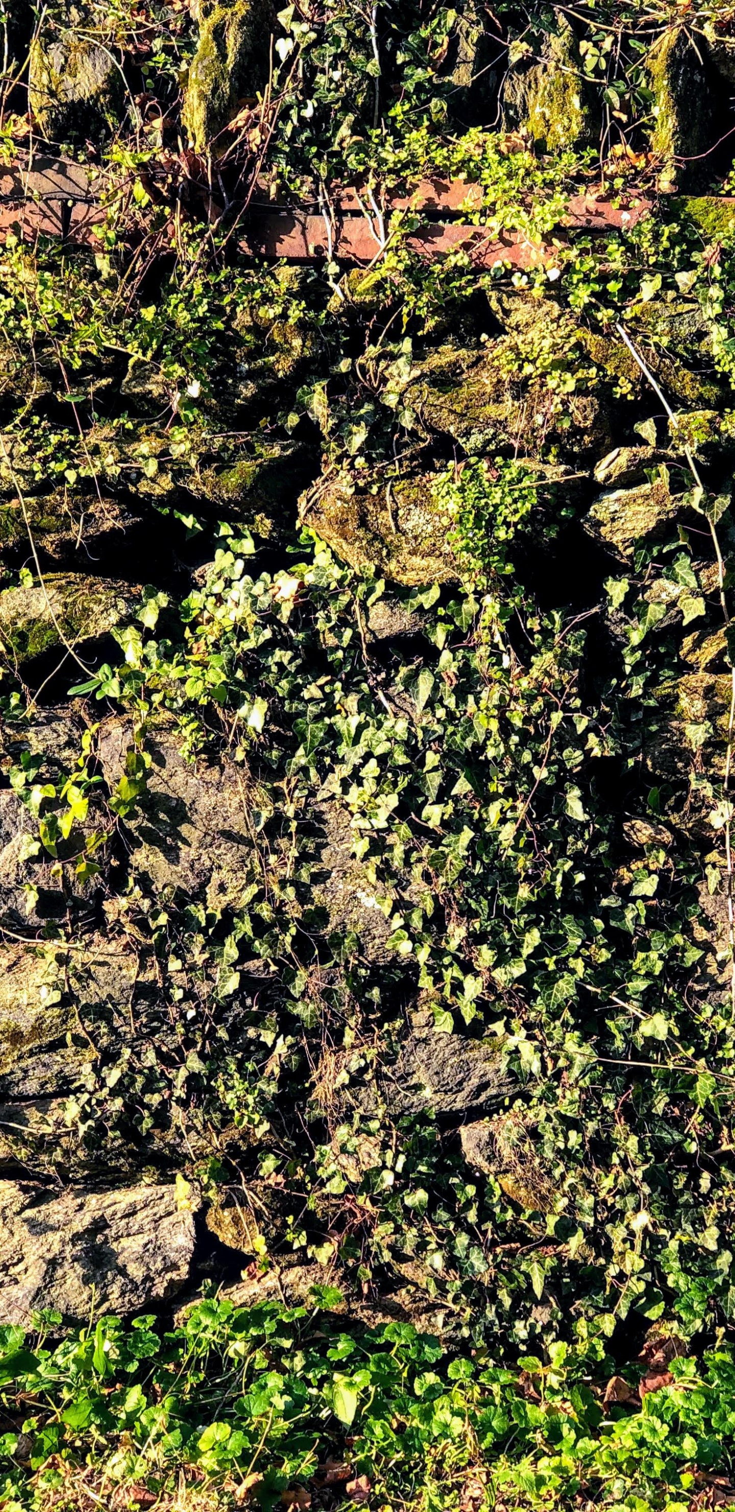 Обои растительность, обнажение, кустарник, растительное сообщество, растение в разрешении 1440x2960