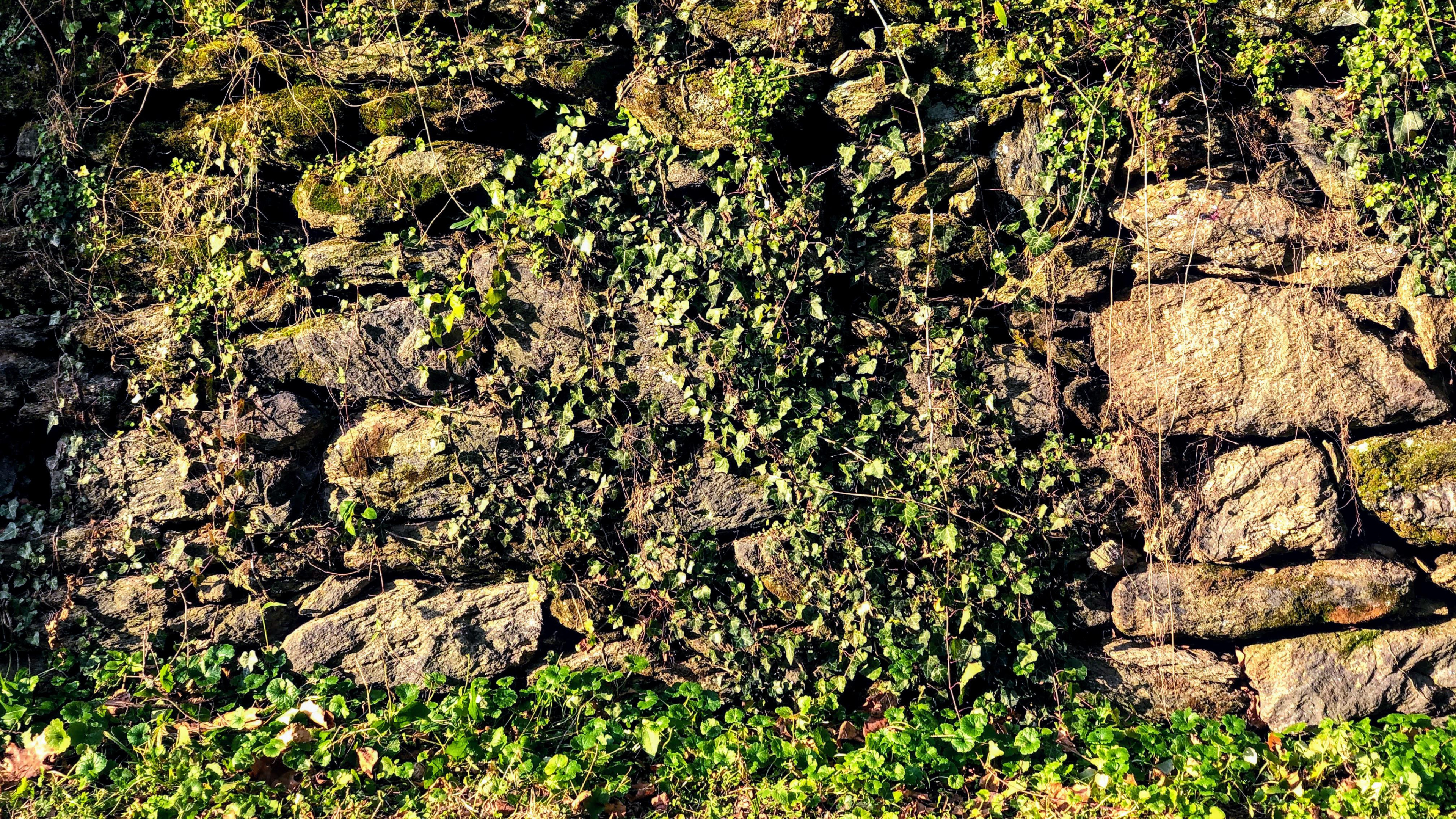 Обои растительность, обнажение, кустарник, растительное сообщество, растение в разрешении 3840x2160