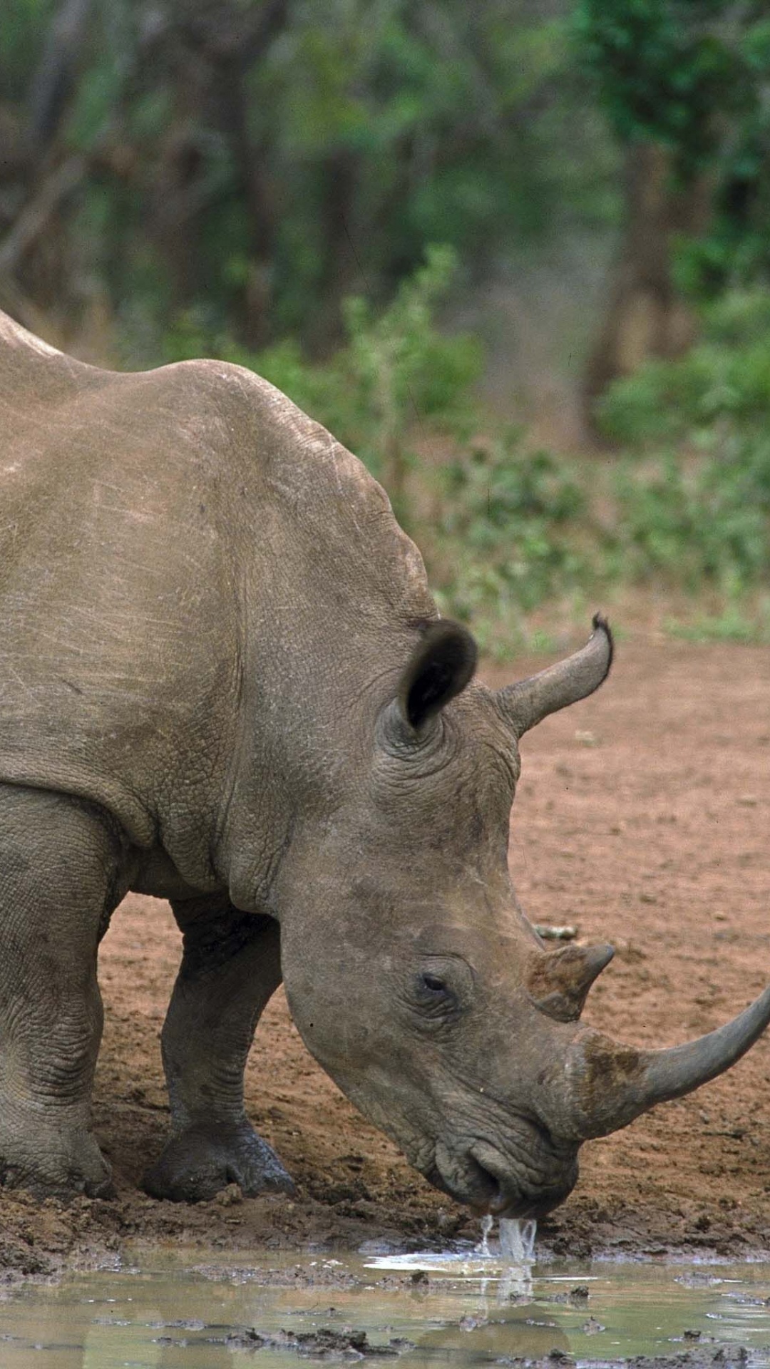 Обои носорог, Лев, большая пятерка игры, белый носорог, сафари в разрешении 1080x1920