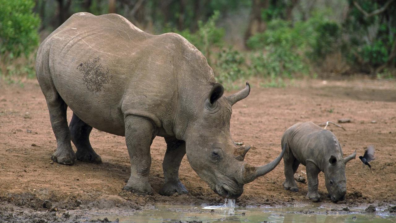 Обои носорог, Лев, большая пятерка игры, белый носорог, сафари в разрешении 1280x720
