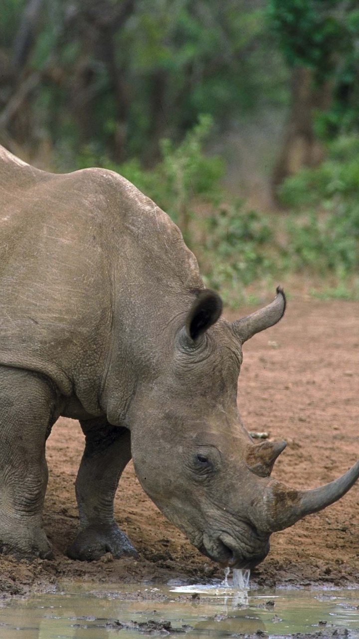 Обои носорог, Лев, большая пятерка игры, белый носорог, сафари в разрешении 720x1280
