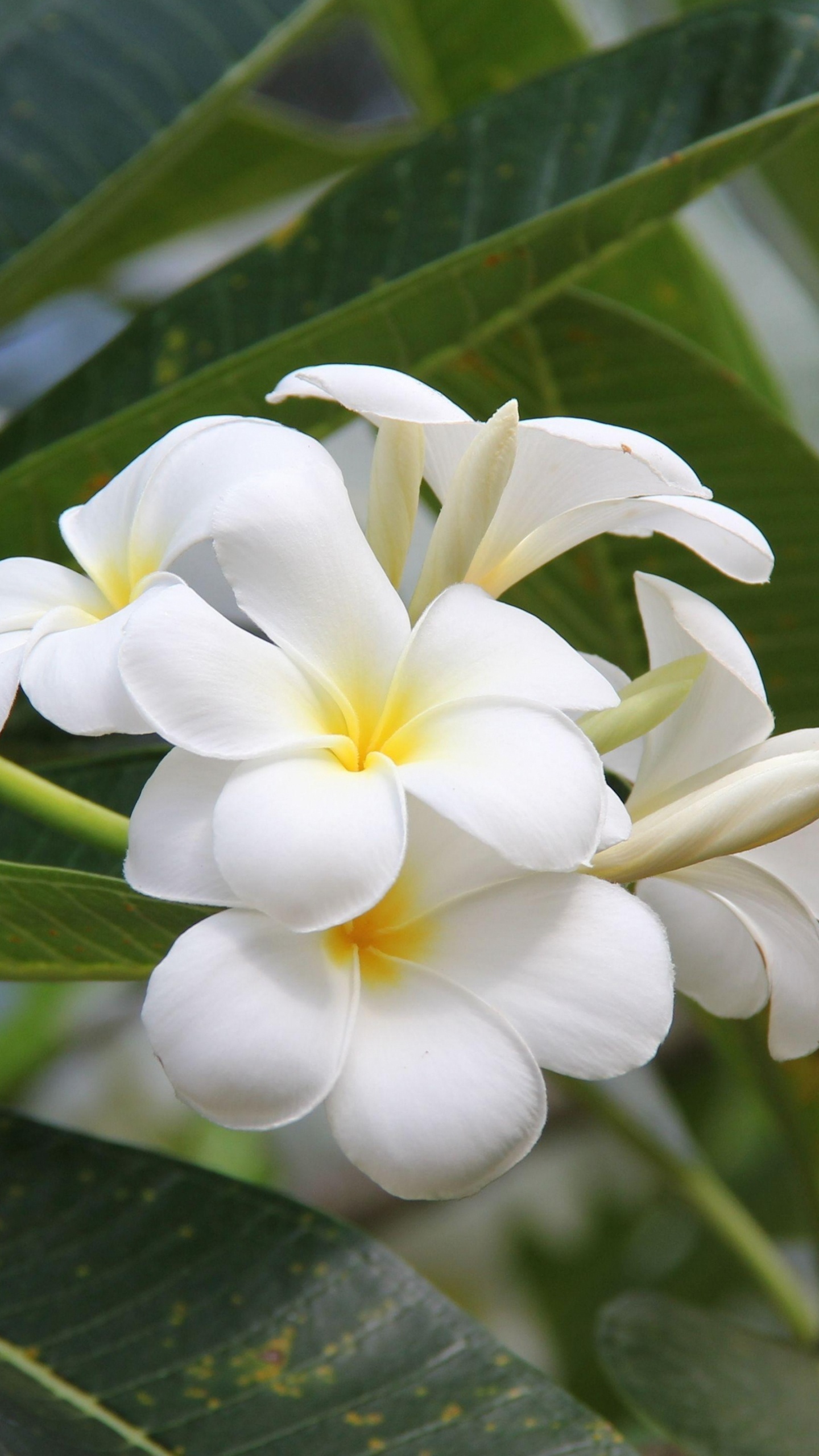Обои франжипани, растение, жасмин, Флора в разрешении 1440x2560