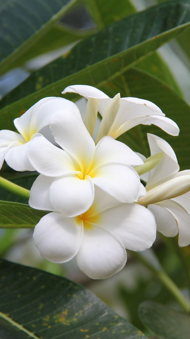 Обои франжипани, растение, жасмин, Флора в разрешении 750x1334