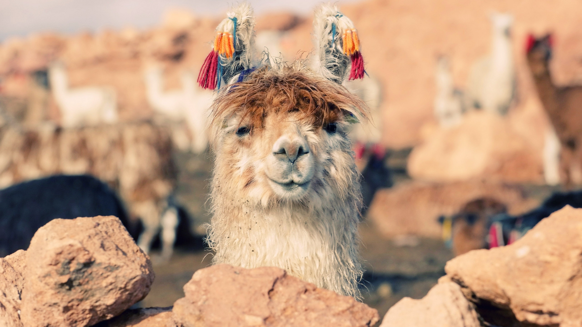 Обои ламы, альпака, домашний скот, скот, викунья в разрешении 1920x1080