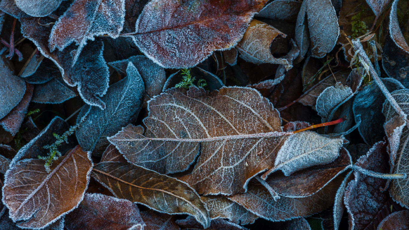 Обои осень, лист, Dossinia, мороз, вода в разрешении 1366x768