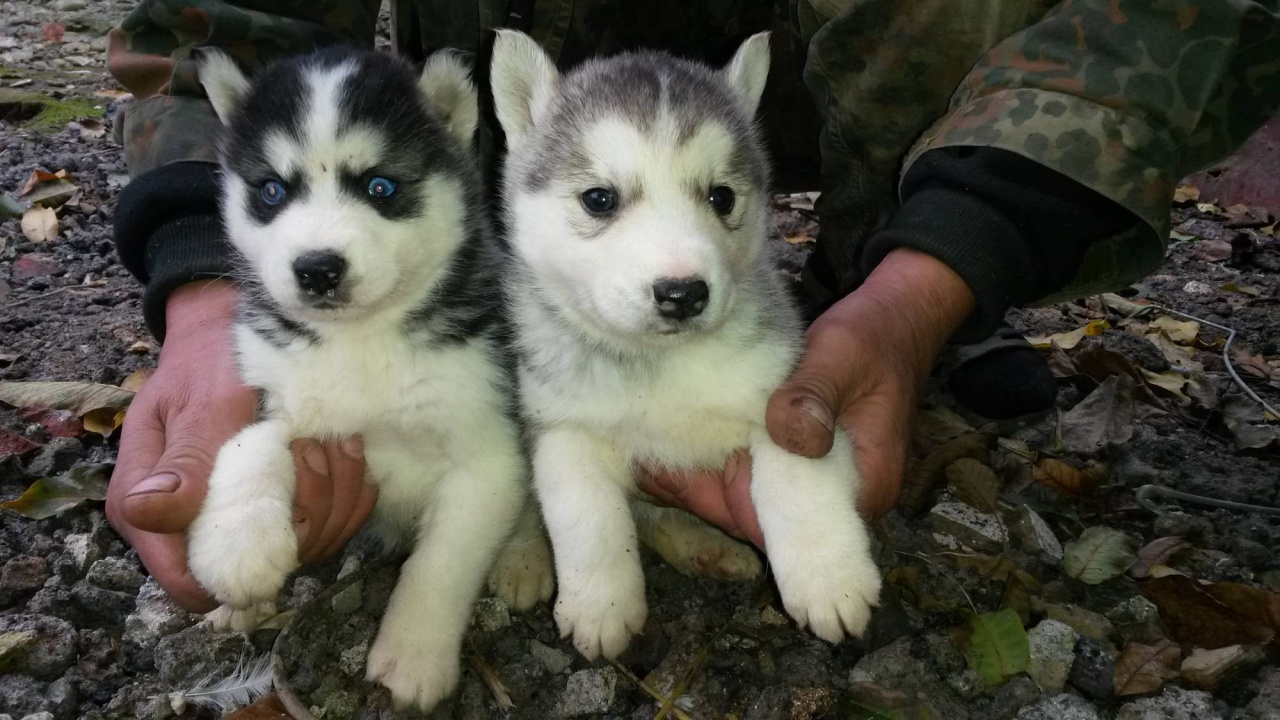 Обои Сахалинская хаски, миниатюрный Сибирский хаски, канадская эскимосская собака, tamaskan собака, Восточно Сибирская лайка в разрешении 1280x720