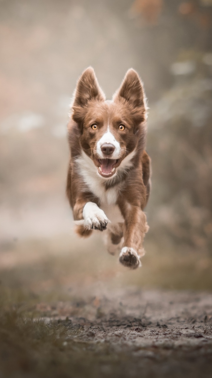 Обои пес, собака породы, морда, порода, живая природа в разрешении 720x1280