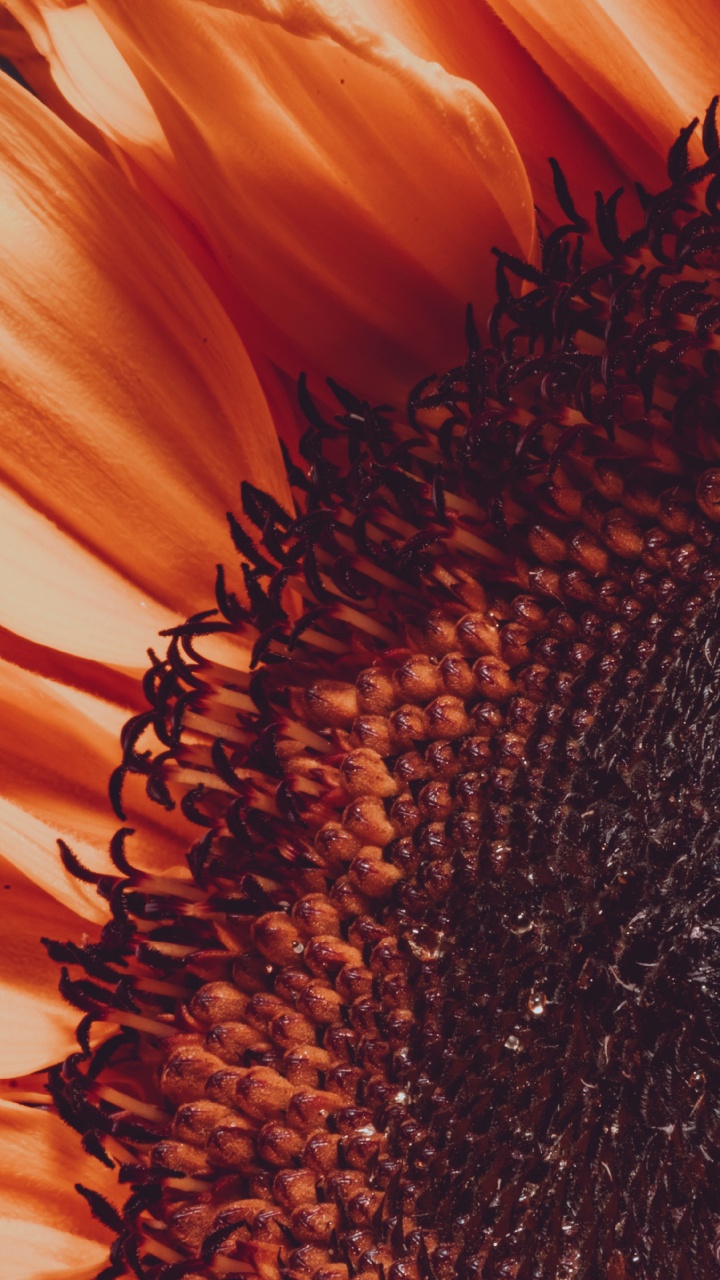 Обои цветок, общие подсолнуха, лепесток, Апельсин, желтый в разрешении 720x1280