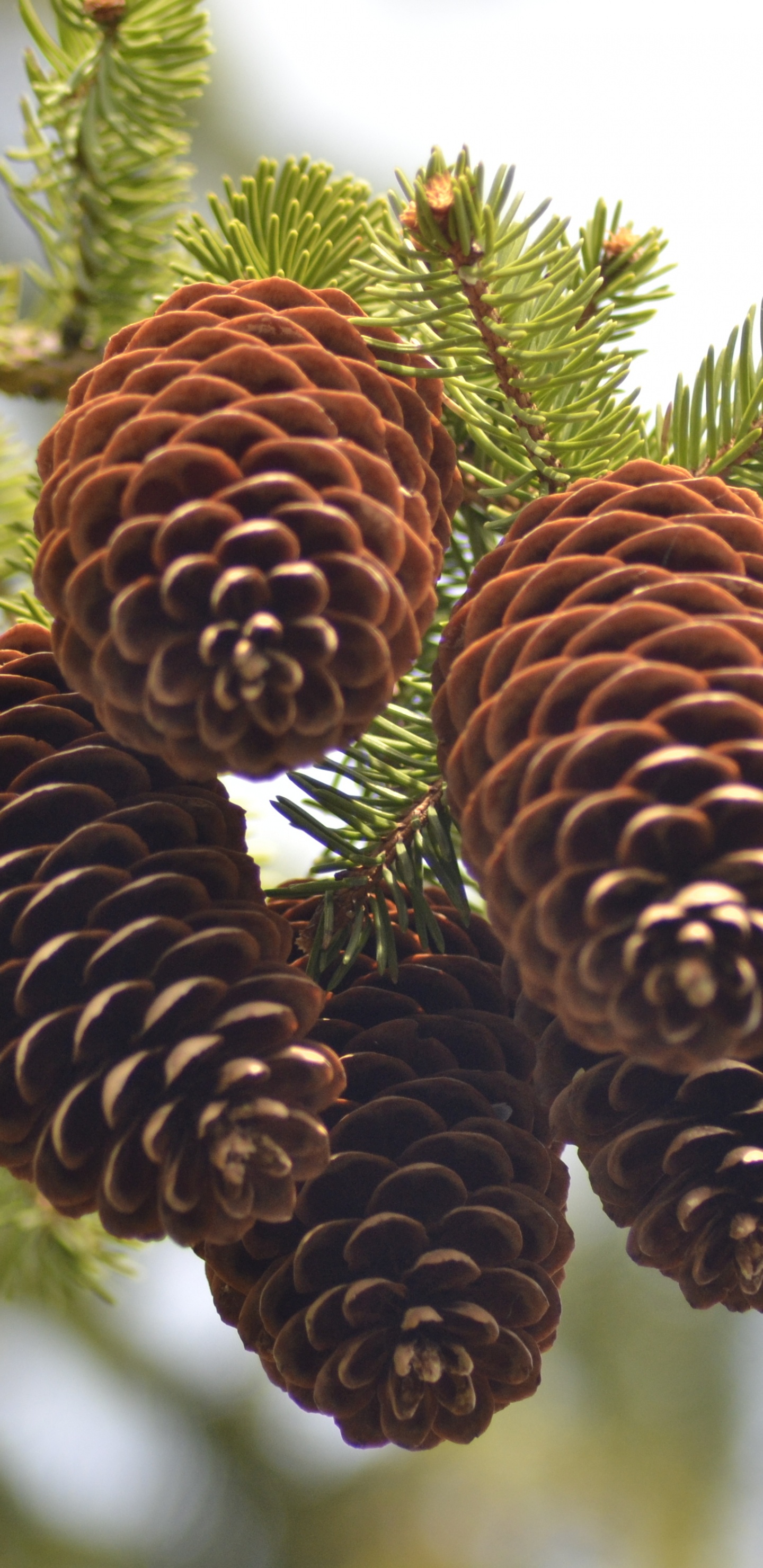 Обои хвойные конуса, пихта, ель, кедр, семейства сосновых в разрешении 1440x2960