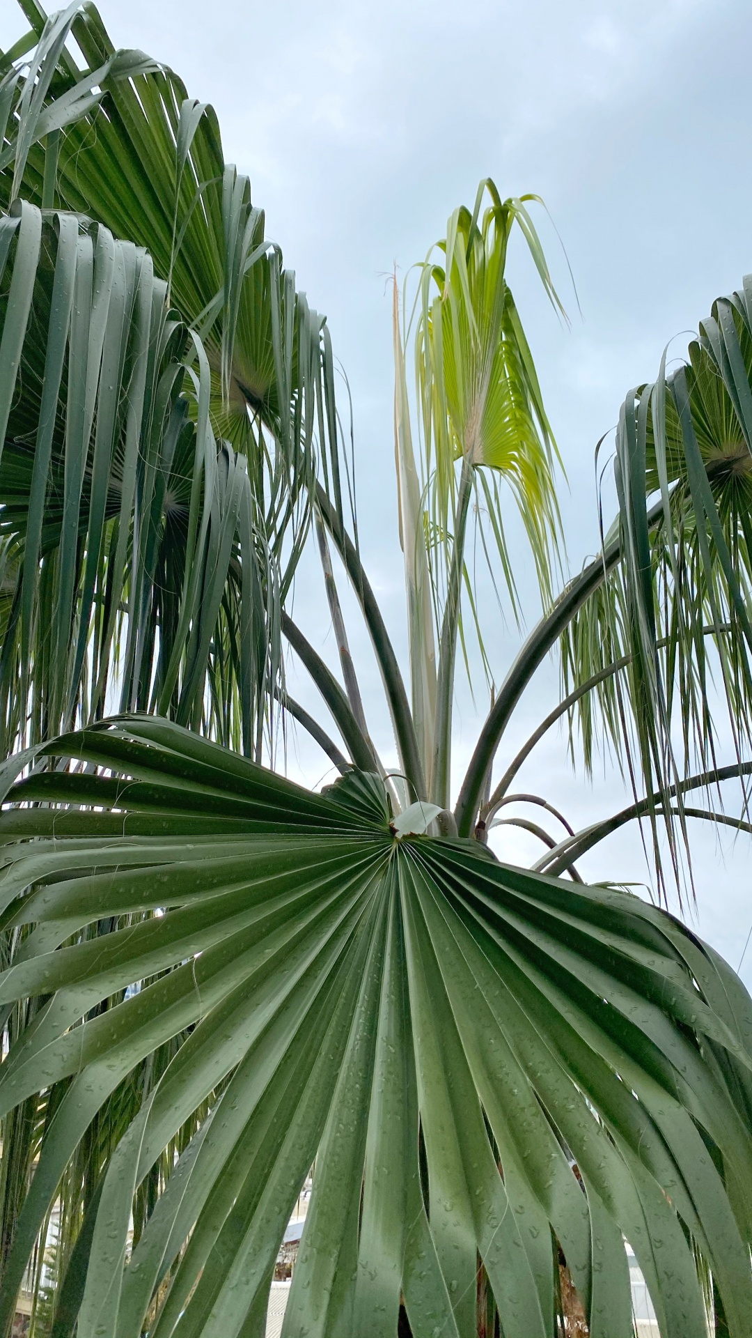 Обои растительность, лист, наука, растение, облако в разрешении 1080x1920