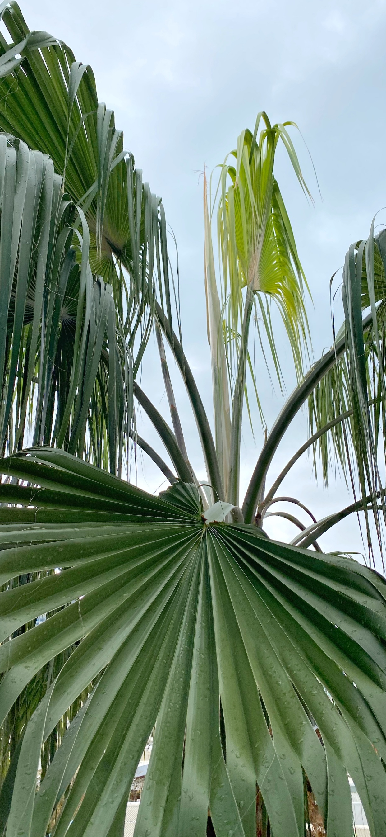 Обои растительность, лист, наука, растение, облако в разрешении 1242x2688