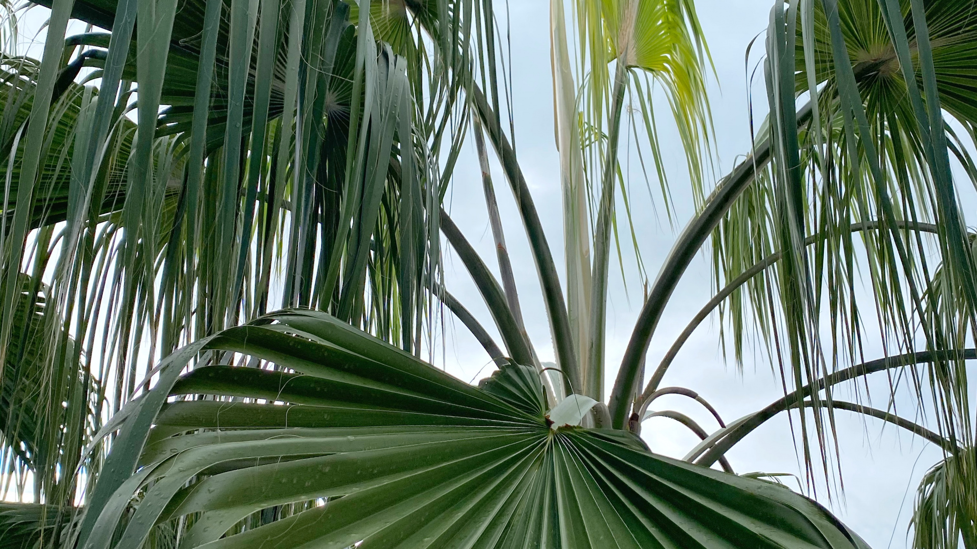 Обои растительность, лист, наука, растение, облако в разрешении 1920x1080