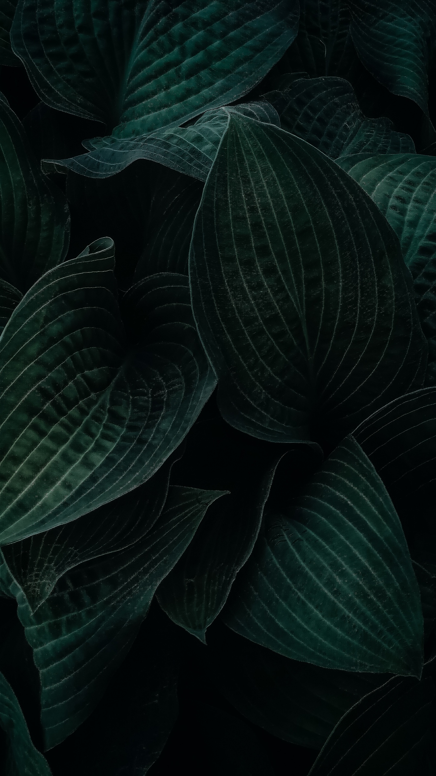 Обои лист, растение, наземное растение, серый цвет, цветок в разрешении 1440x2560