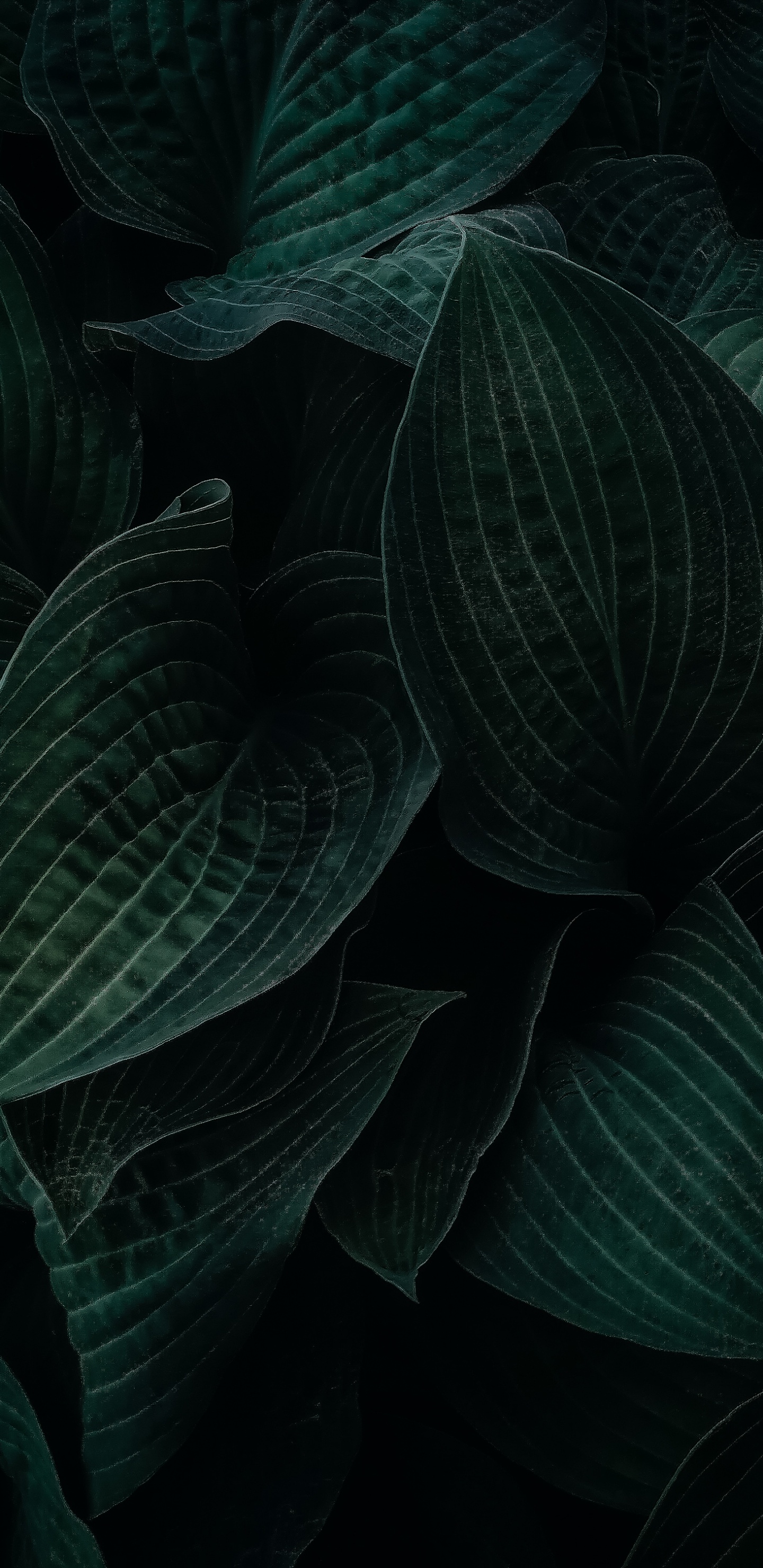 Обои лист, растение, наземное растение, серый цвет, цветок в разрешении 1440x2960