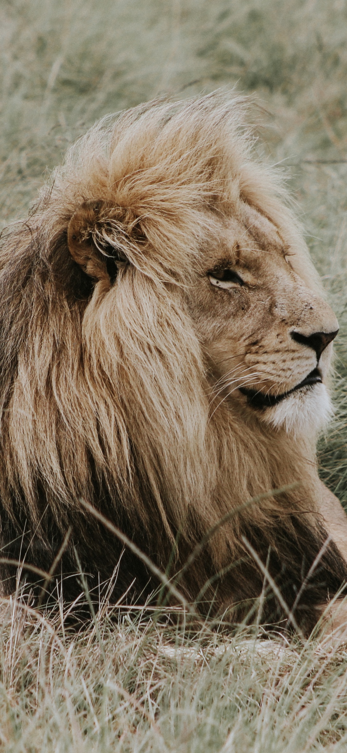 Обои Лев, кот, большая кошка, живая природа, масаи Лев в разрешении 1125x2436