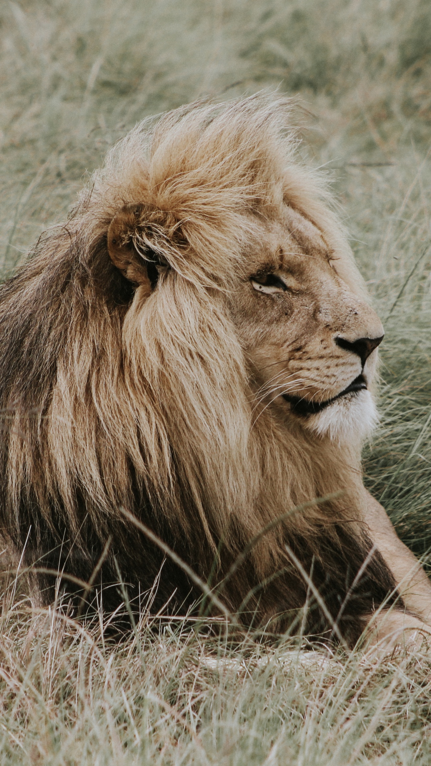 Обои Лев, кот, большая кошка, живая природа, масаи Лев в разрешении 1440x2560