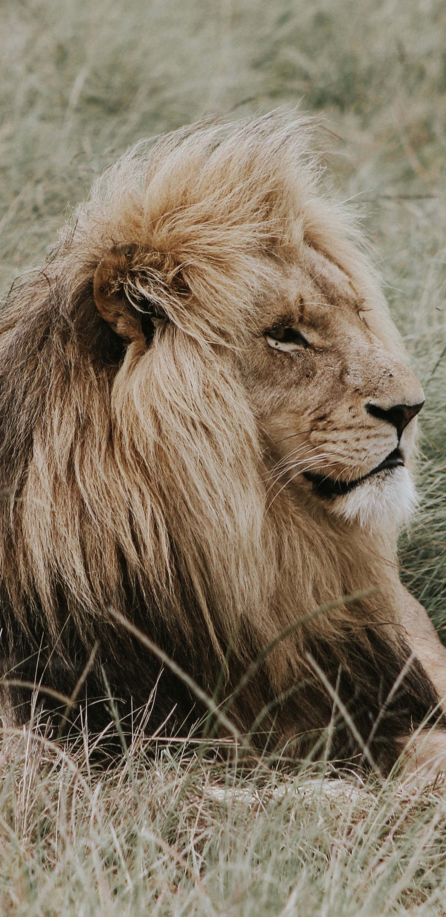 Обои Лев, кот, большая кошка, живая природа, масаи Лев в разрешении 1440x2960