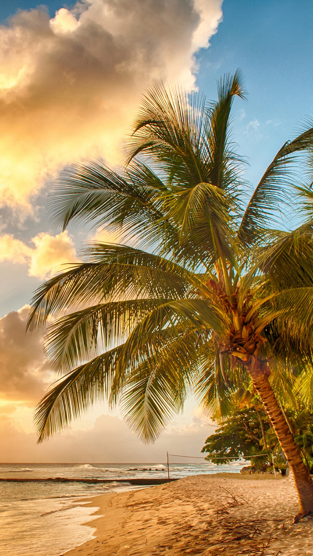 Обои пляж, море, берег, тропическая зона, дерево в разрешении 1080x1920