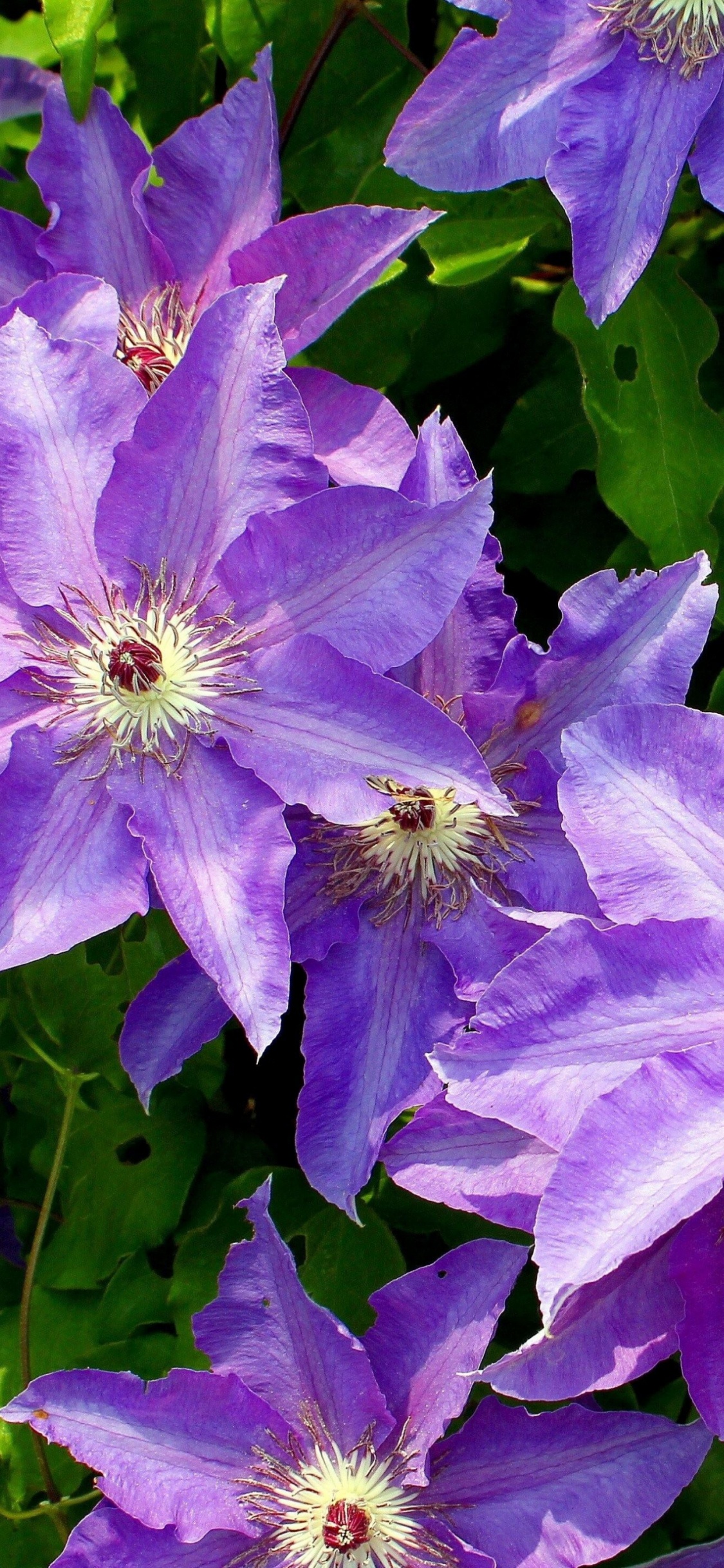 Обои цветковое растение, пурпур, зеленый, Флора, однолетнее растение в разрешении 1125x2436