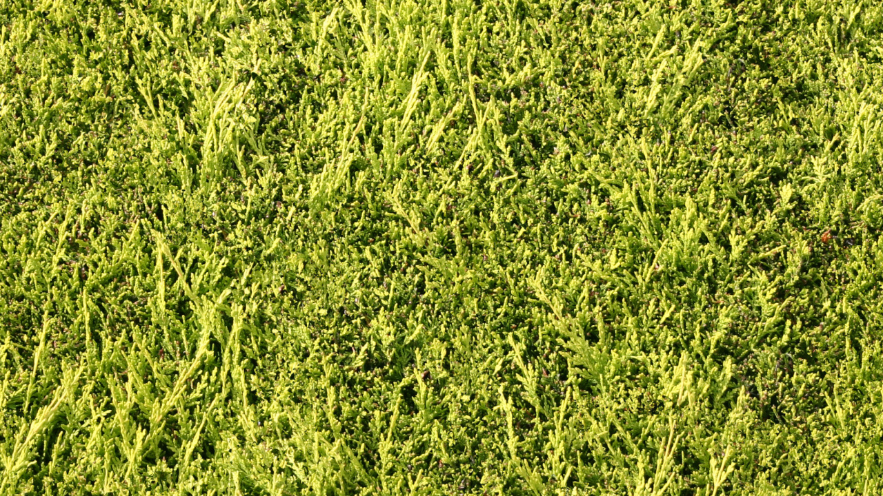 Обои газон, зеленый, растительность, растение, биом в разрешении 1280x720