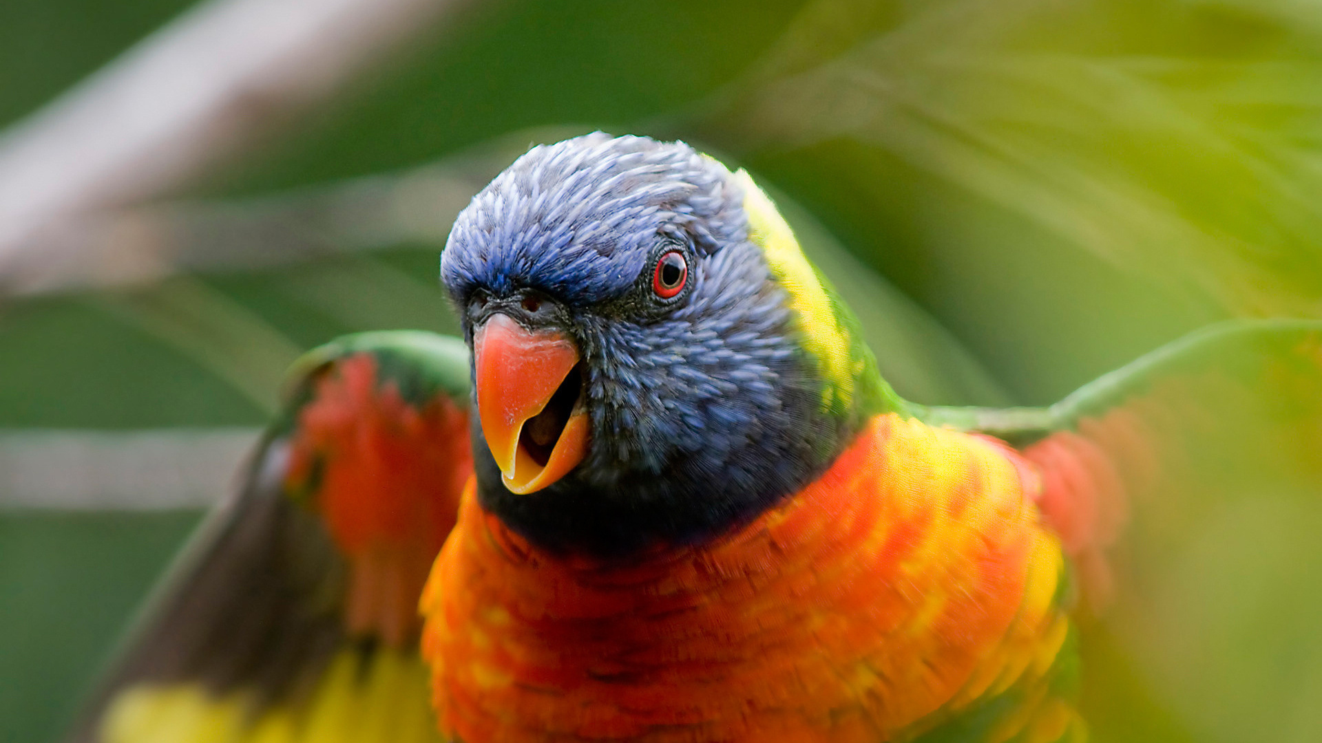 Обои Радужный лорикет, птица, клюв, попугай, длиннохвостый попугай в разрешении 1920x1080