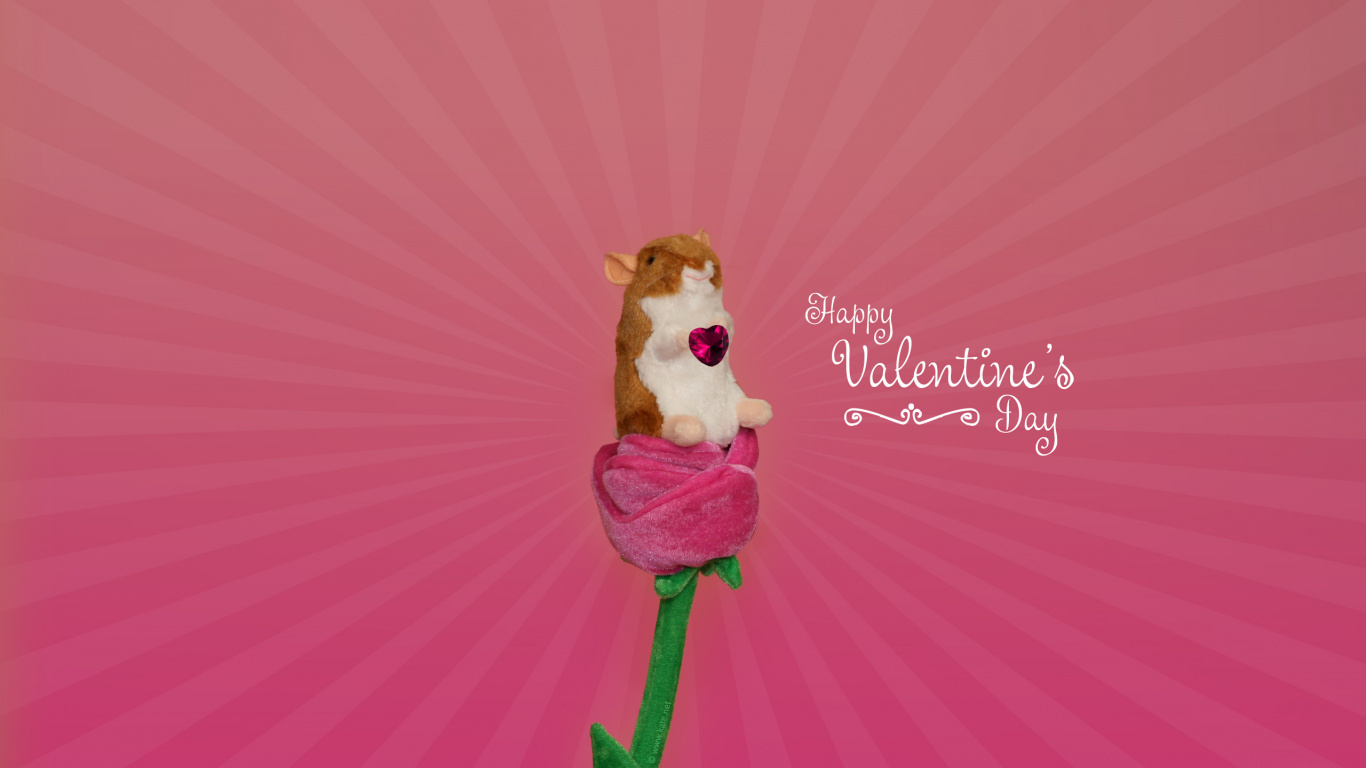 Обои День Святого Валентина, розовый, цветок, лепесток, пурпурный цвет в разрешении 1366x768