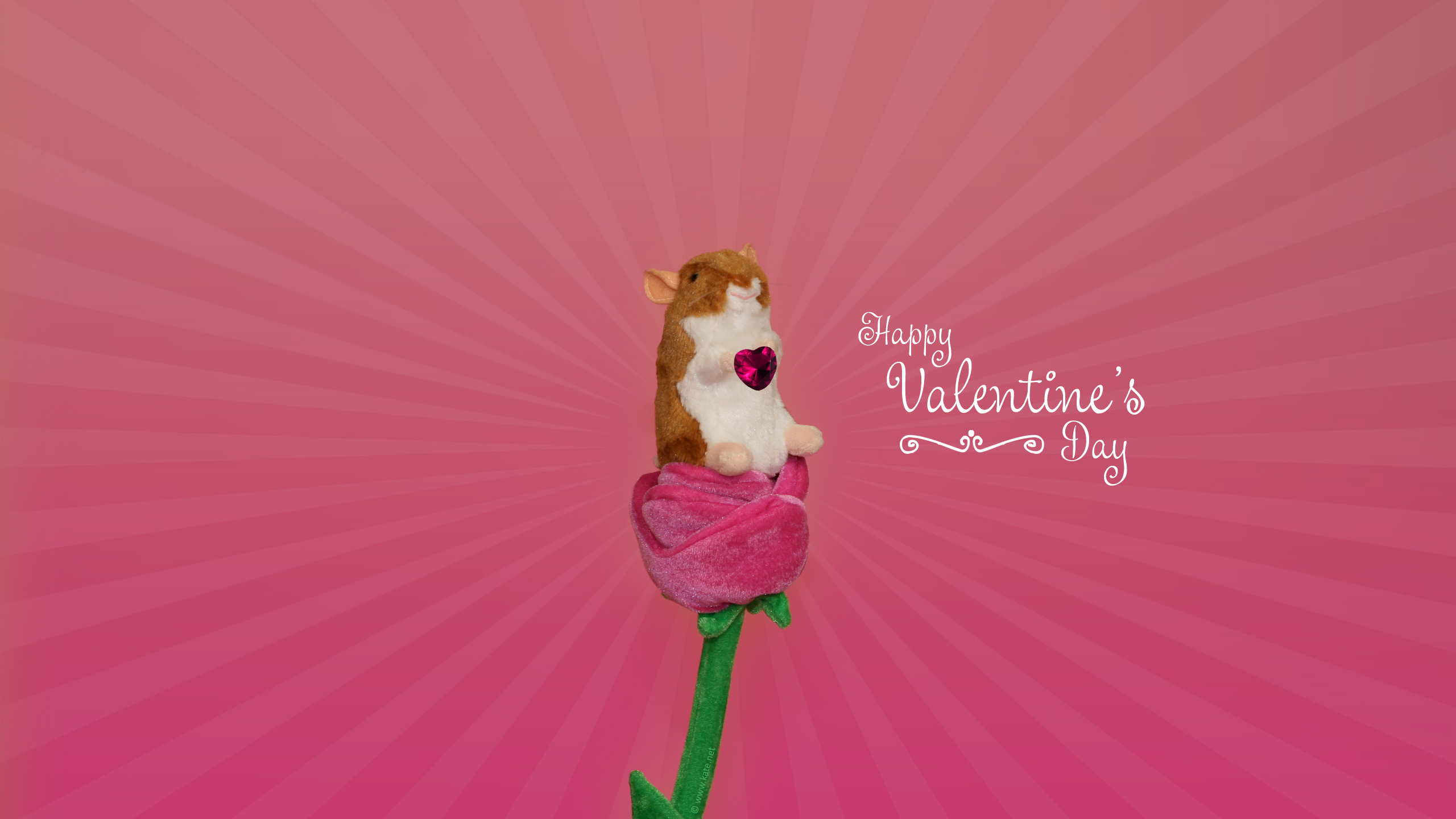 Обои День Святого Валентина, розовый, цветок, лепесток, пурпурный цвет в разрешении 2560x1440