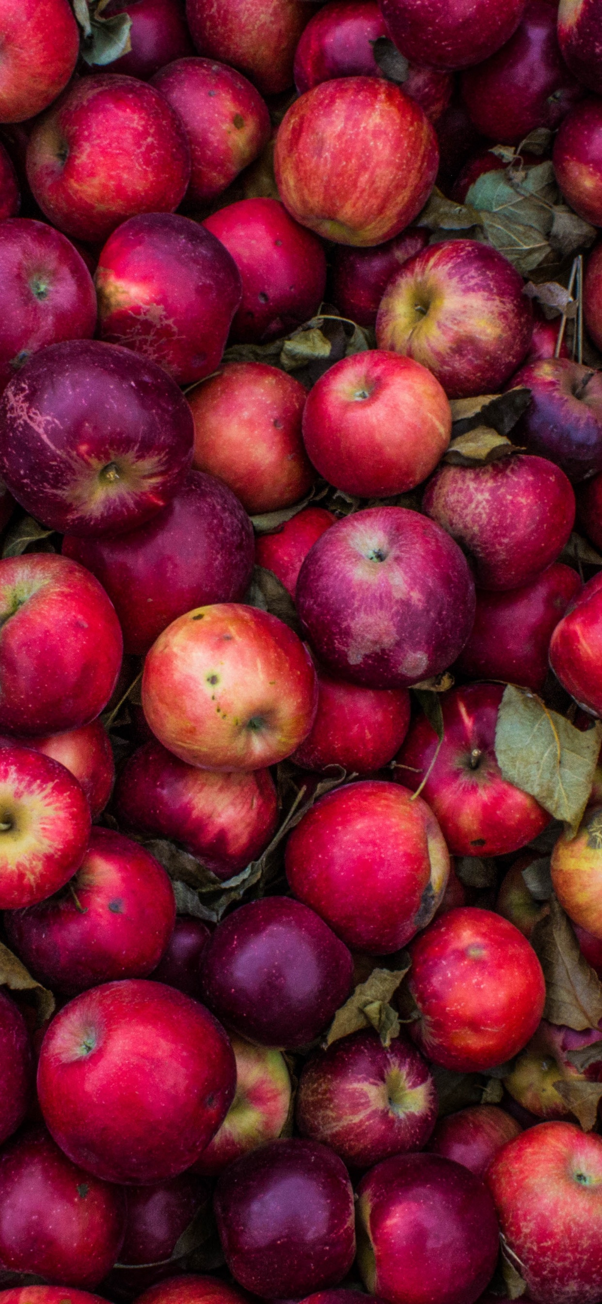 Обои фрукты, природные продукты, местное блюдо, растение, пища в разрешении 1242x2688