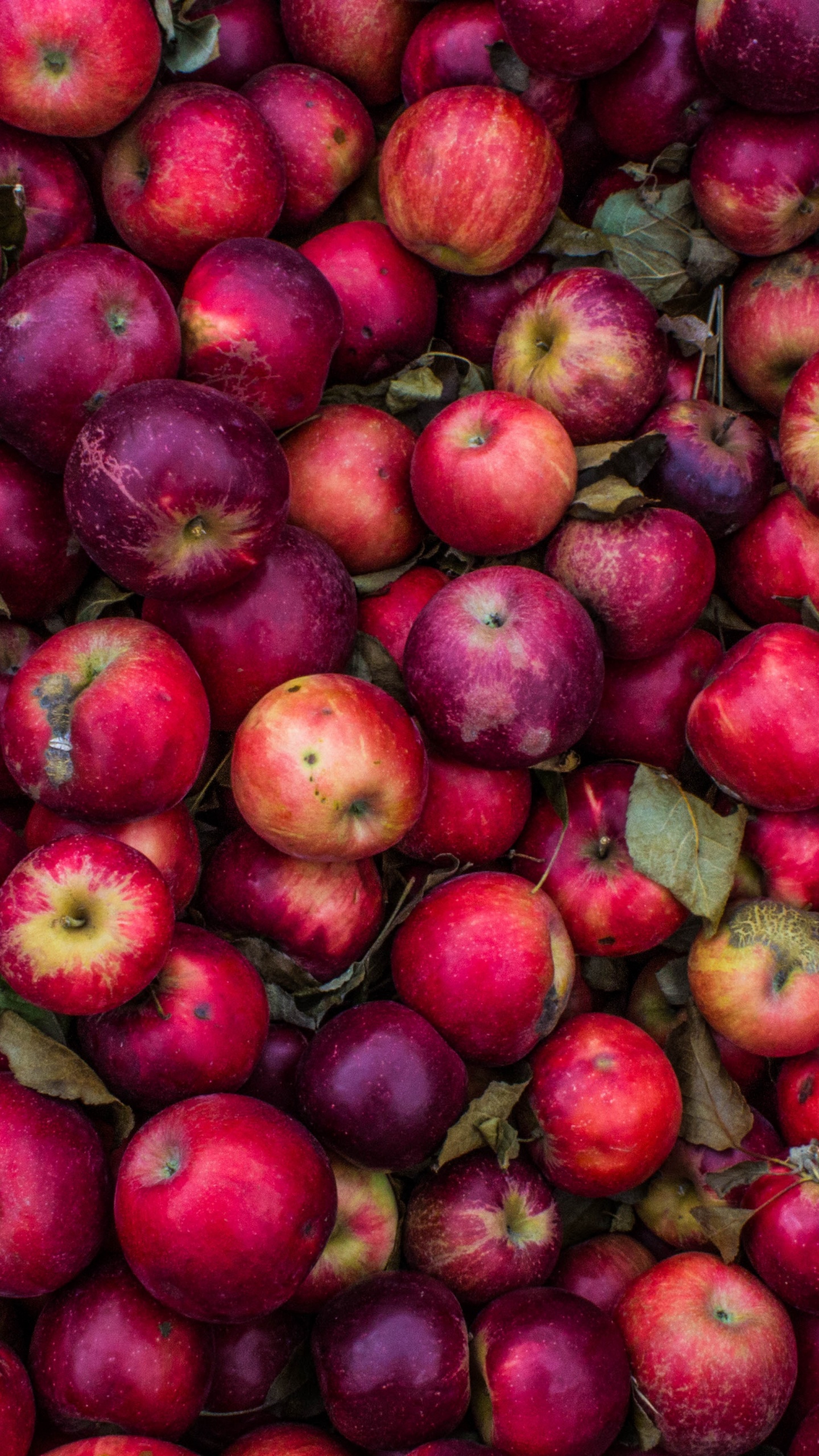 Обои фрукты, природные продукты, местное блюдо, растение, пища в разрешении 1440x2560