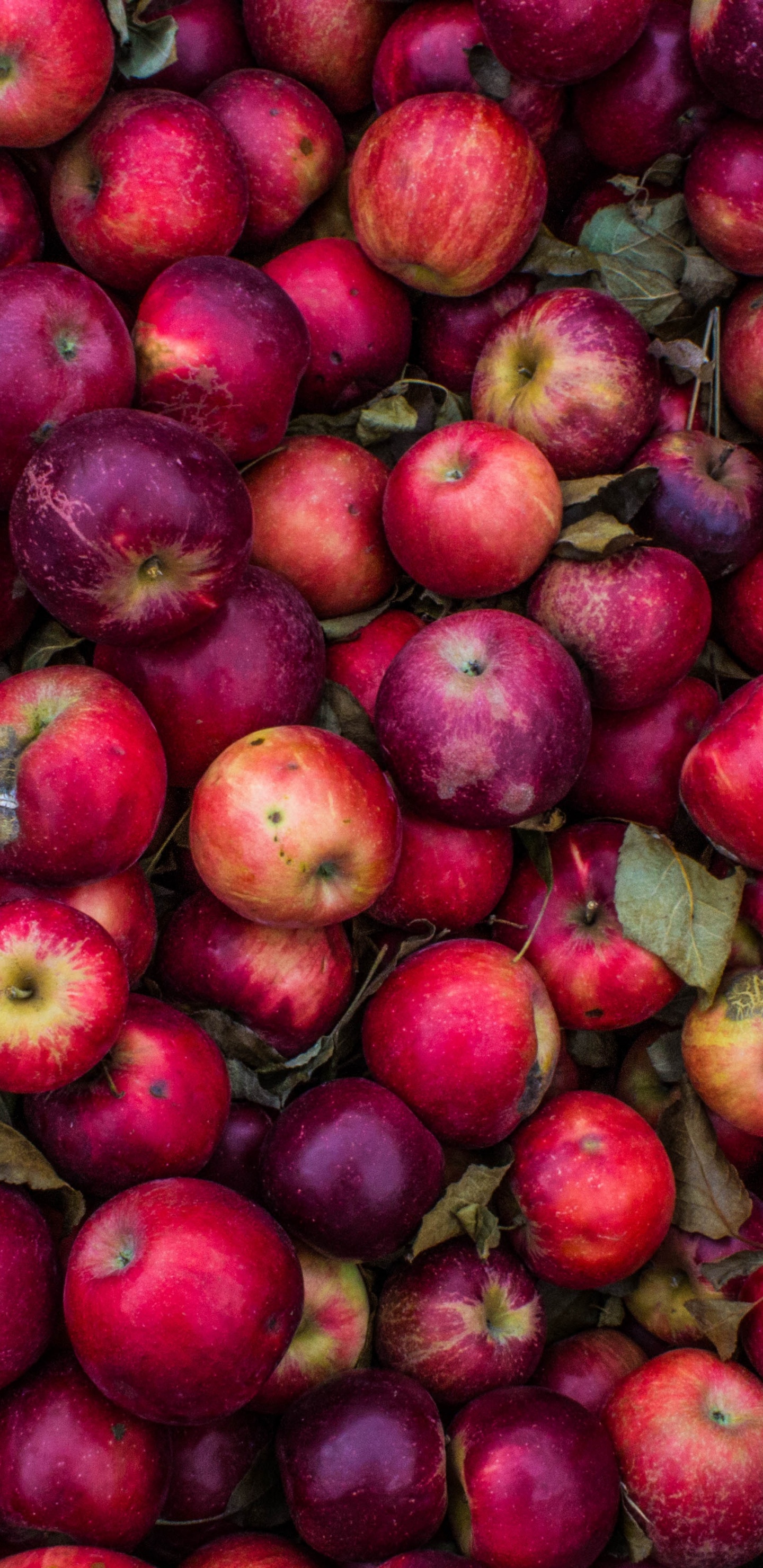 Обои фрукты, природные продукты, местное блюдо, растение, пища в разрешении 1440x2960