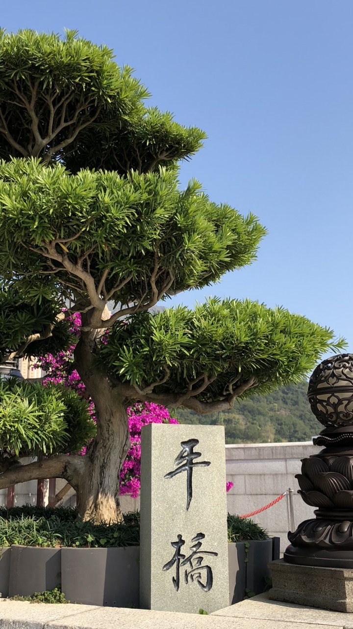 Обои Гонконг, дерево, бонсай, древесные растения, вечнозеленое растение в разрешении 720x1280