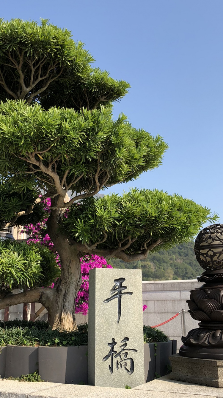 Обои Гонконг, дерево, бонсай, древесные растения, вечнозеленое растение в разрешении 750x1334