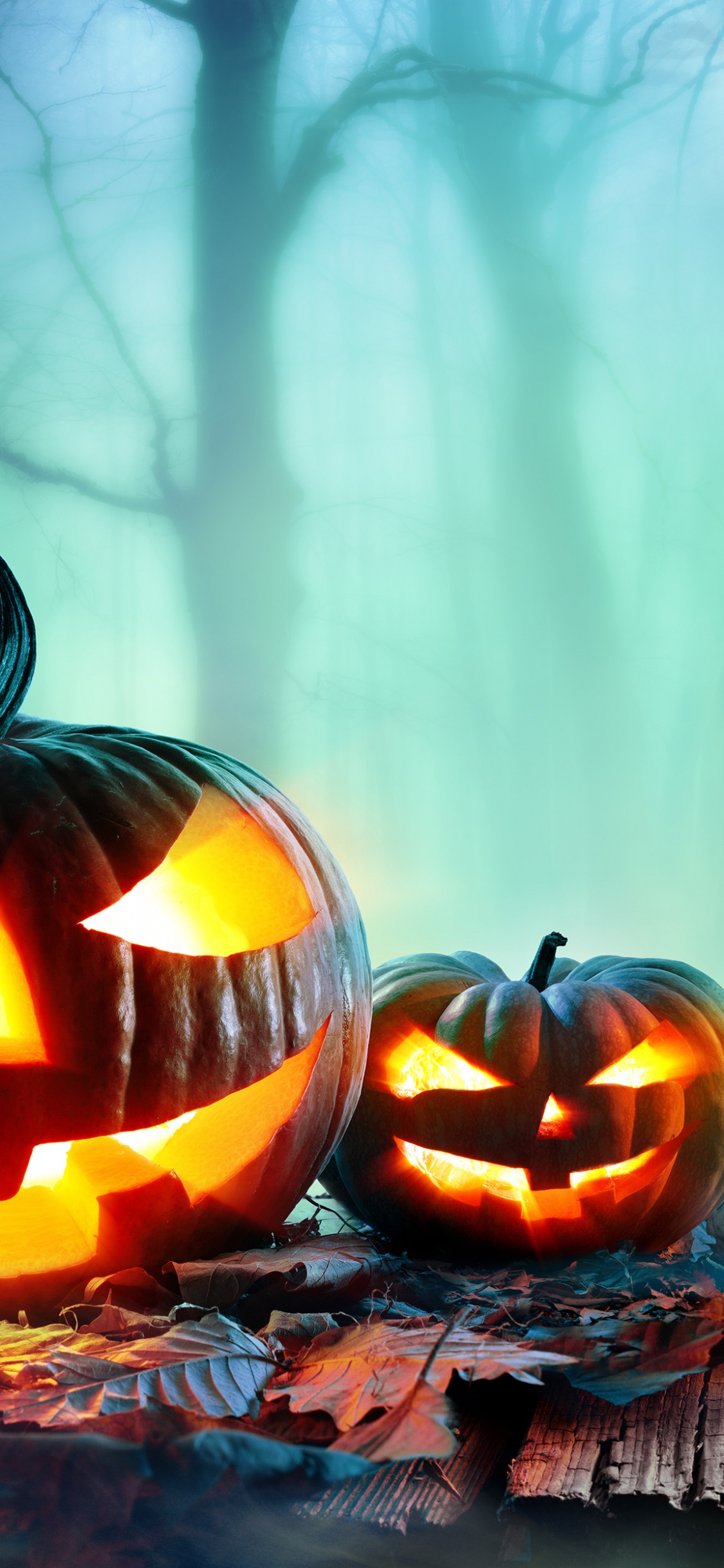 Обои калебас, тыква, тыквенных, тепло, Хэллоуин в разрешении 1125x2436