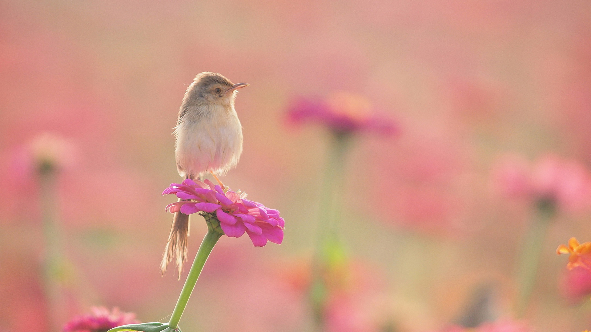 Обои птица, розовый, клюв, цветок, растение в разрешении 1920x1080