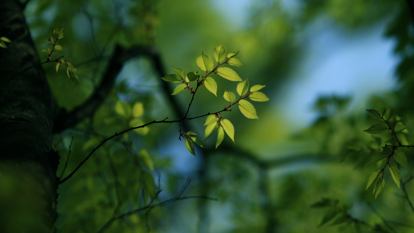 Обои ветвь, лист, дерево, зеленый, природа в разрешении 1366x768