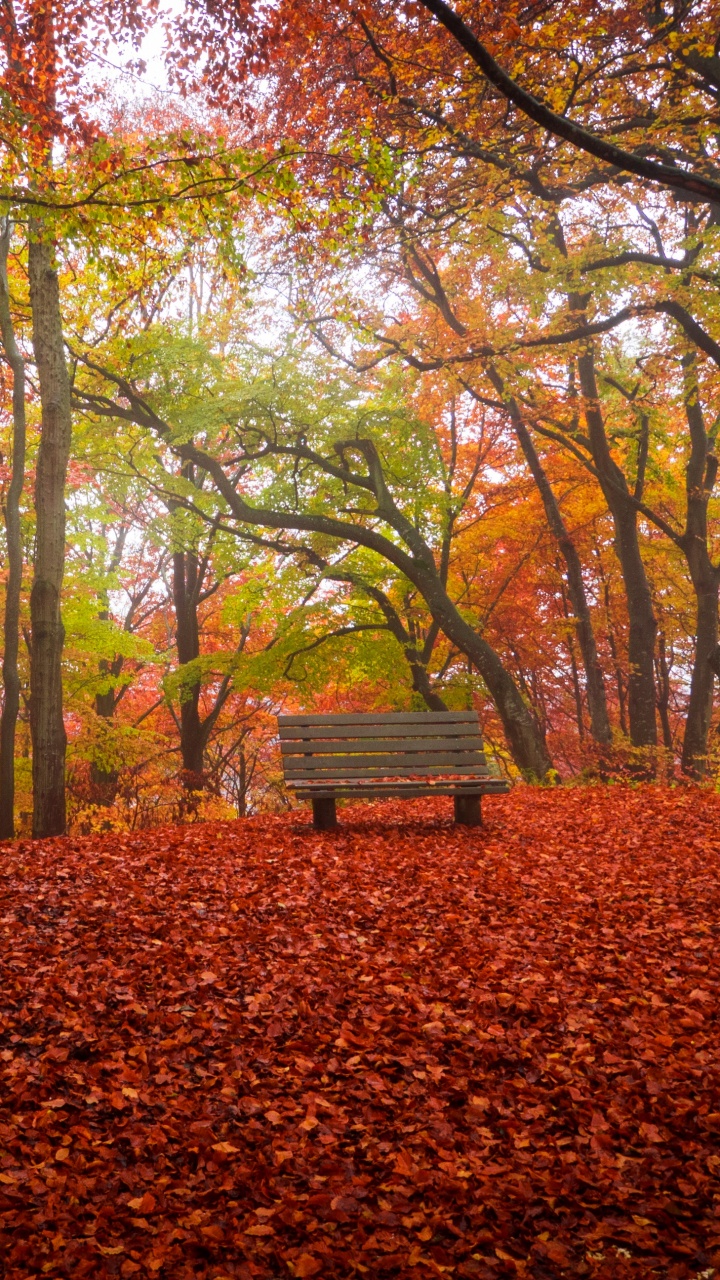 Обои дерево, природа, лист, листопадные, лесистая местность в разрешении 720x1280