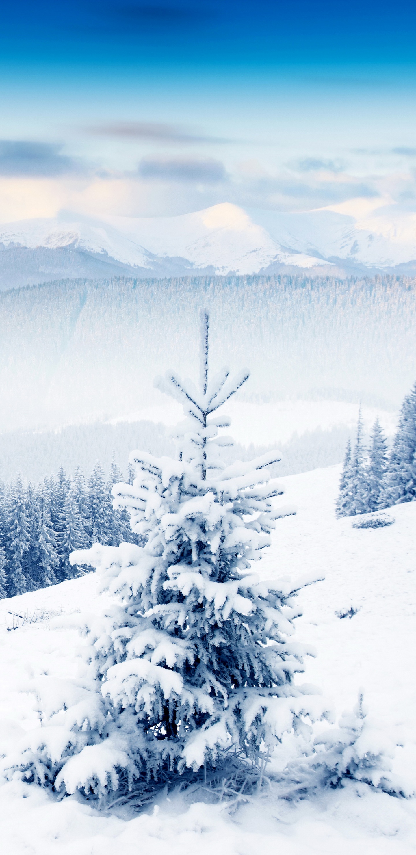 Обои зима, снег, дерево, гора, замораживание в разрешении 1440x2960