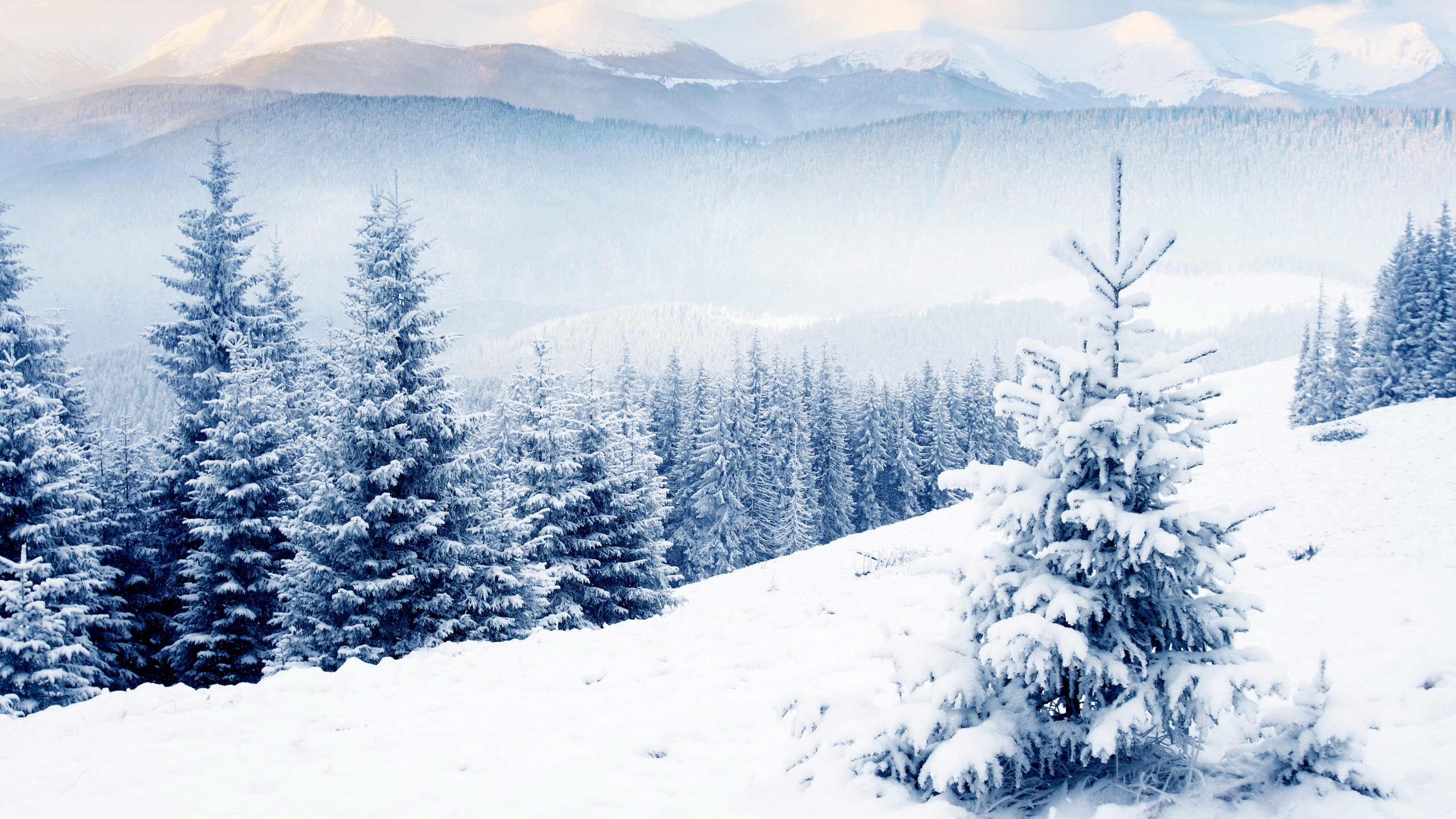 Обои зима, снег, дерево, гора, замораживание в разрешении 2560x1440
